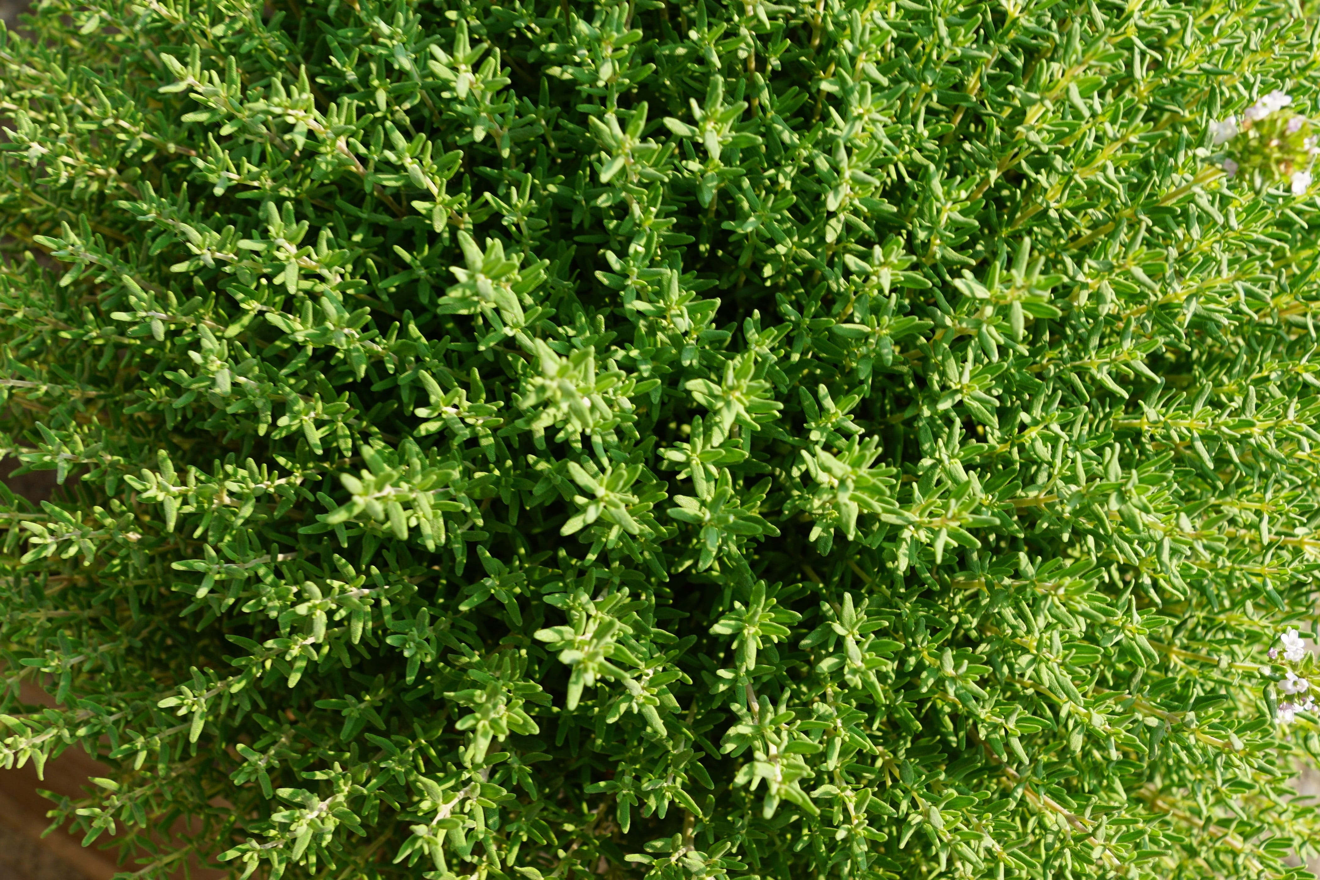 land, close, bloom, no people, full frame, beauty in nature, Nature, nutrition, abstract, blossom, plant, plant part, close-up, aromatic herbs, high angle view, HD Wallpaper