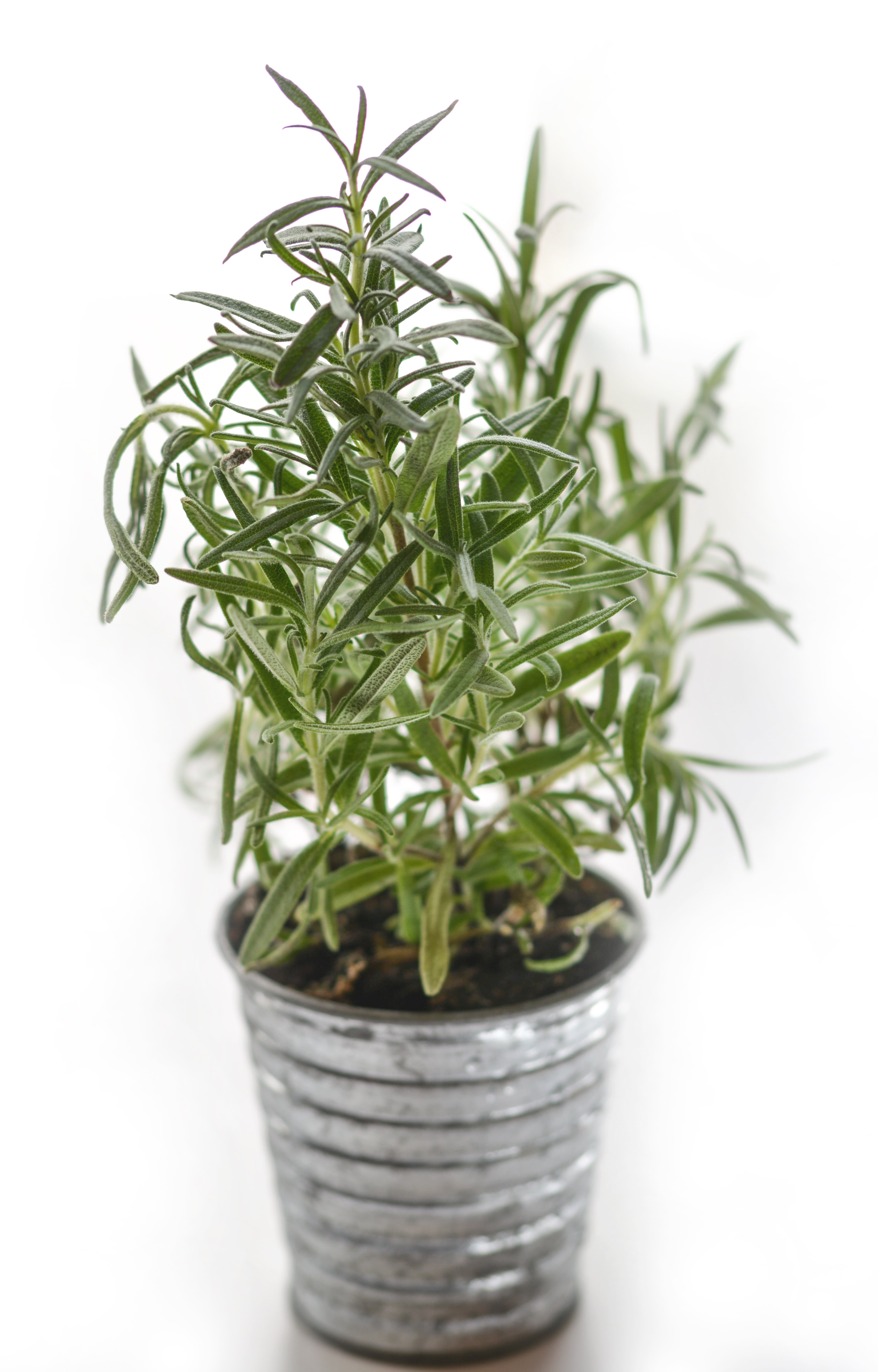 flora, fresh, still life, cluster, medicine, leaf, container, no people, close-up, green color, blur, rosemary, food, freshness, herb, herbal, plant, plant part, Phone HD Wallpaper