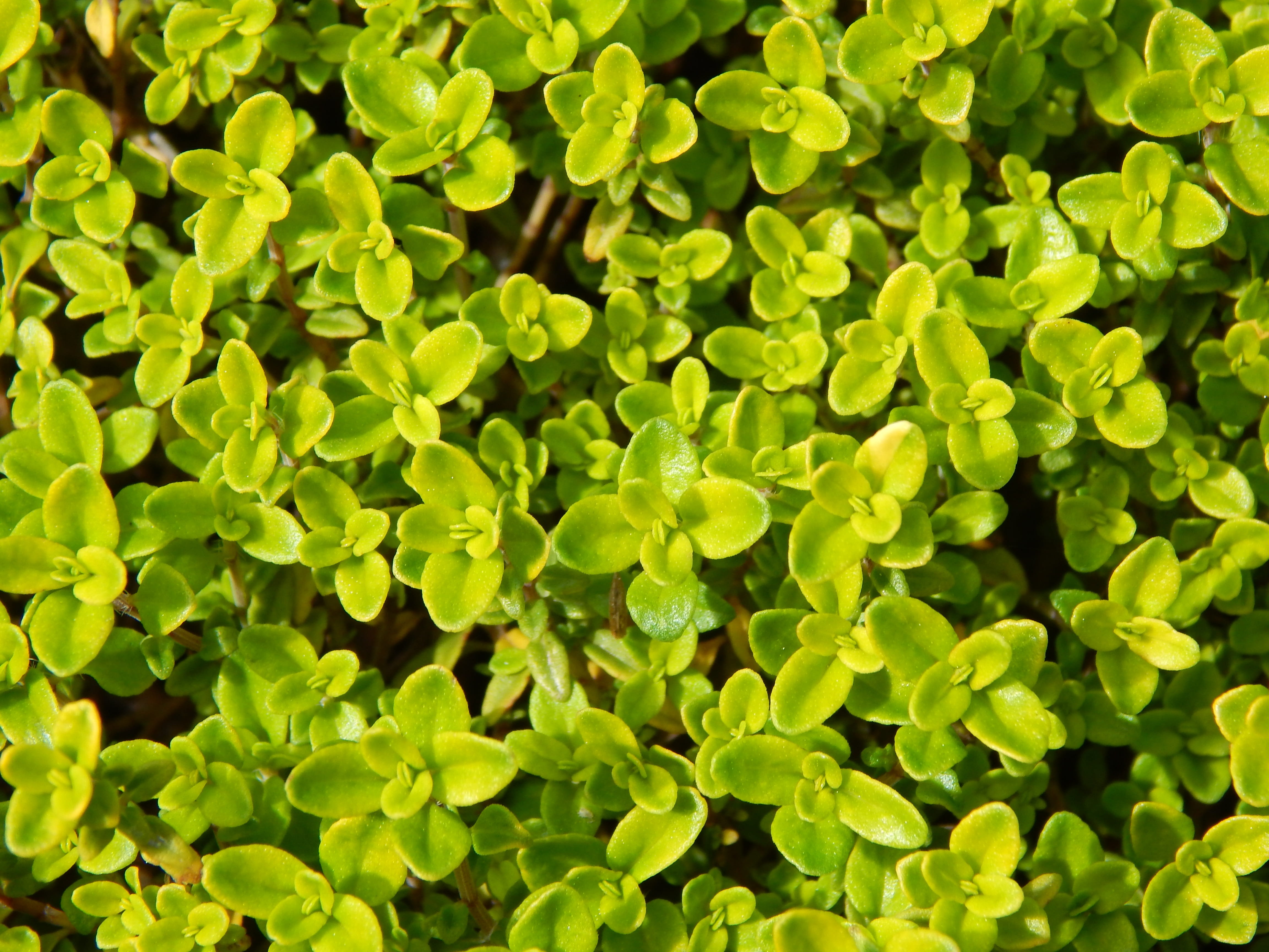herbs, high angle view, aroma, beauty in nature, botany, herbal, lime thyme, day, plant part, kitchen, 4K, foliage, lush foliage, thyme, green color, tranquility, HD Wallpaper