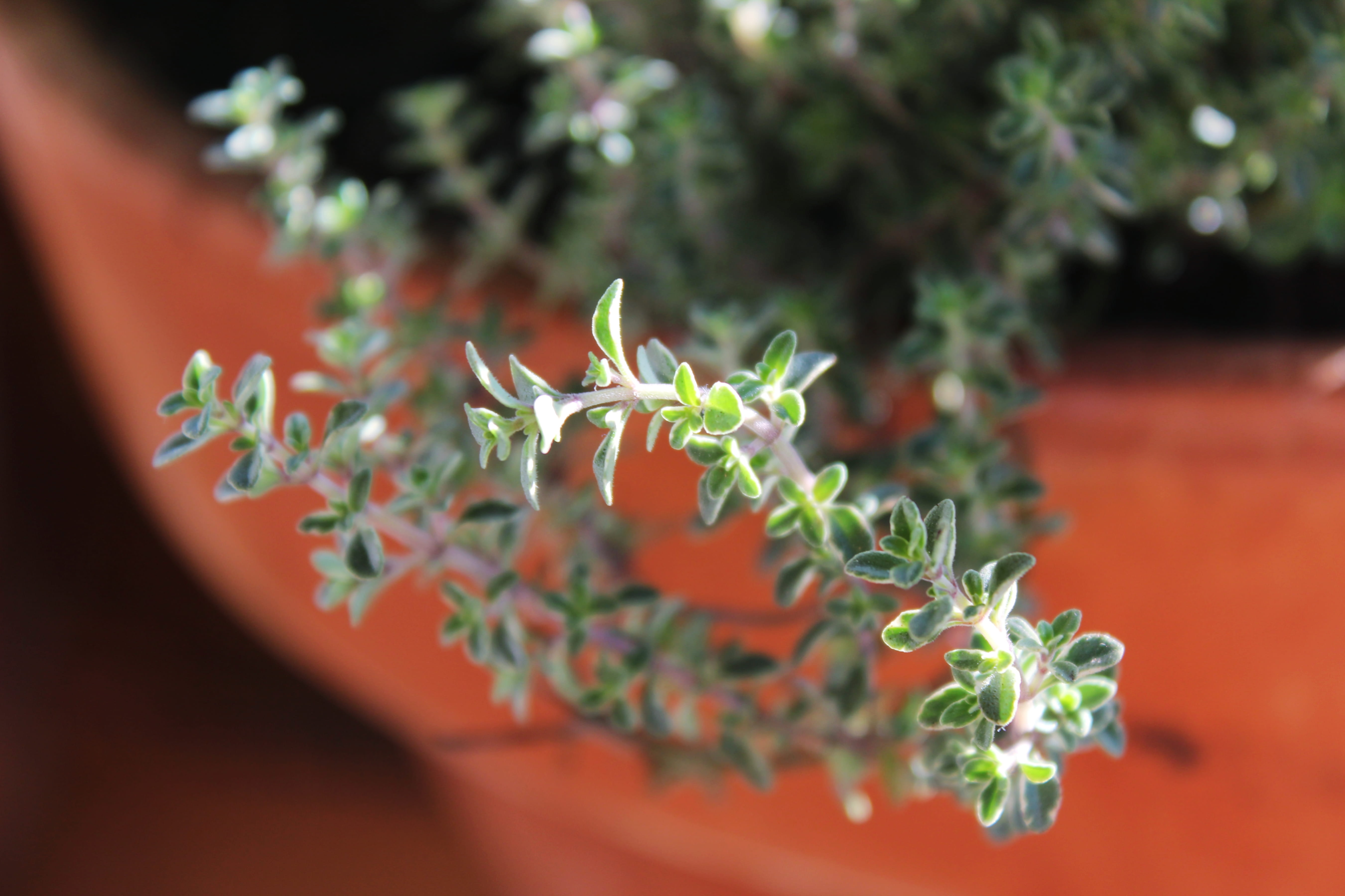 growth, freshness, herb, vegetable, culinary, scented, close-up, fragrant, outdoors, aromatic, focus on foreground, silver-edged, macro, pot, green, plant part, HD Wallpaper