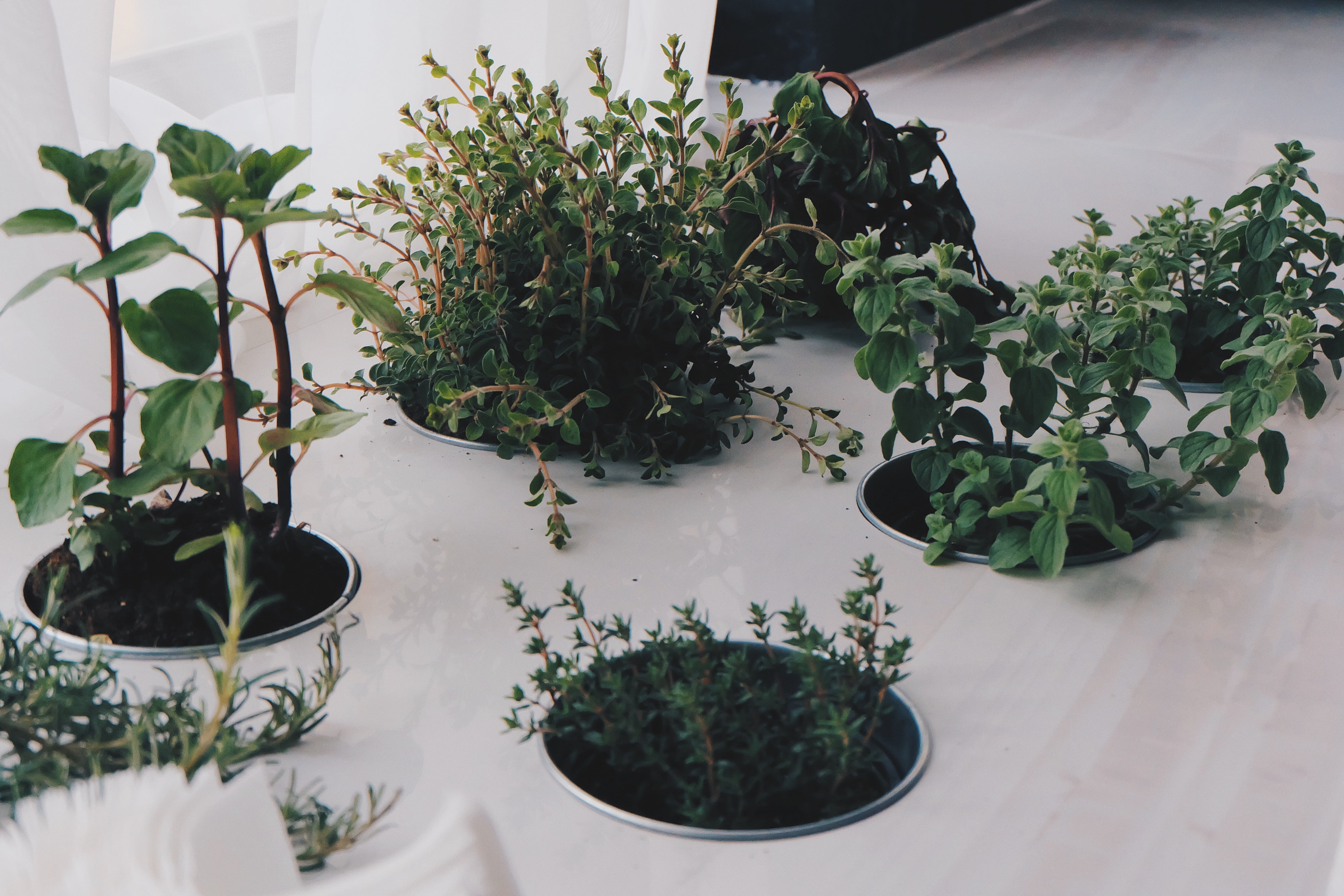 organic, mint, healthy, nature, arrangement, herbs, ingredient, indoors, beauty in nature, table, inside, pot, food, potted plant, leaf, no people, gardening, HD Wallpaper