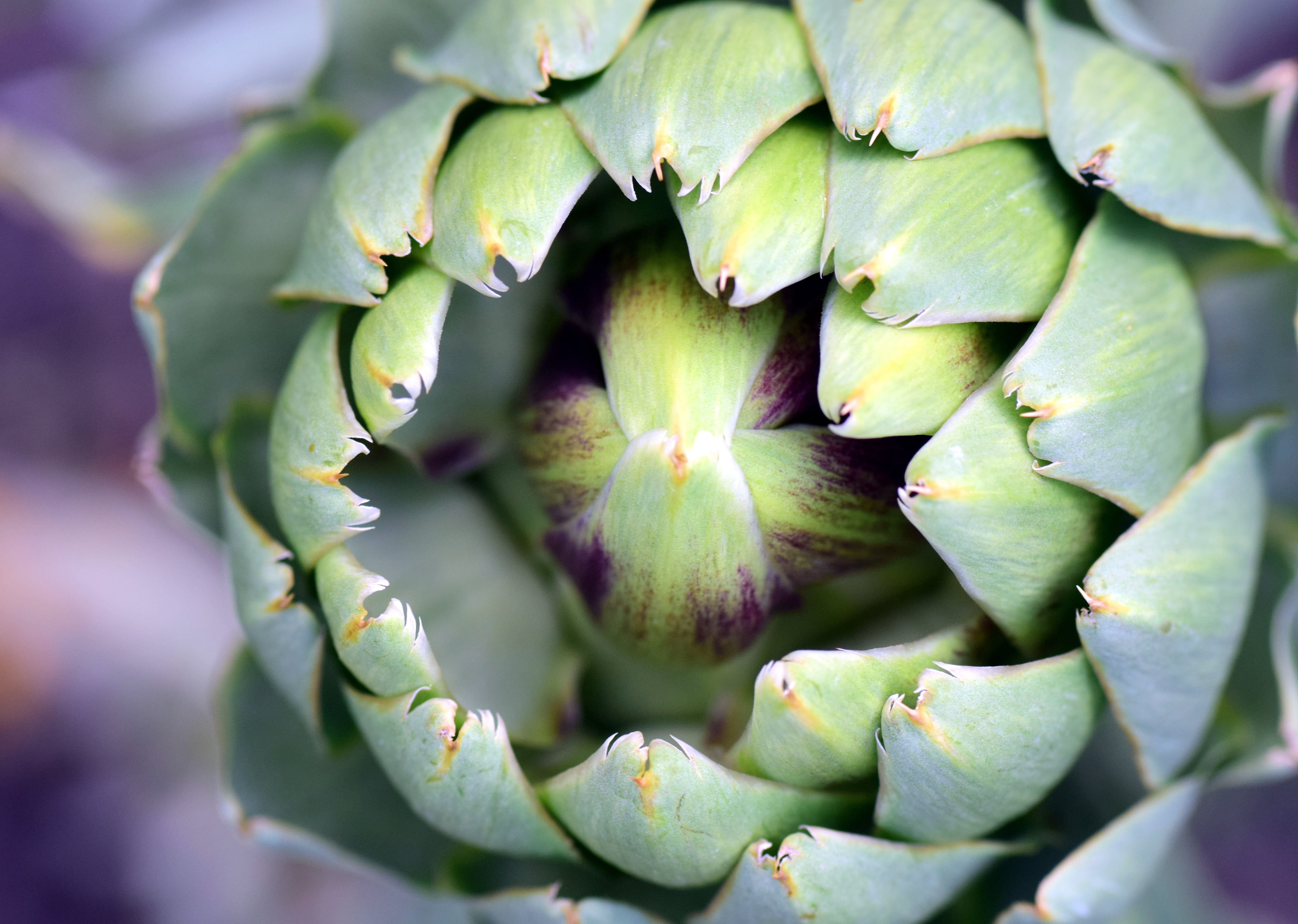 close-up, wellbeing, food and drink, green, full frame, vegan, cholesterol, raw food, nature, ripe, garden, agriculture, artichoke flower, vitamins, healthy, HD Wallpaper