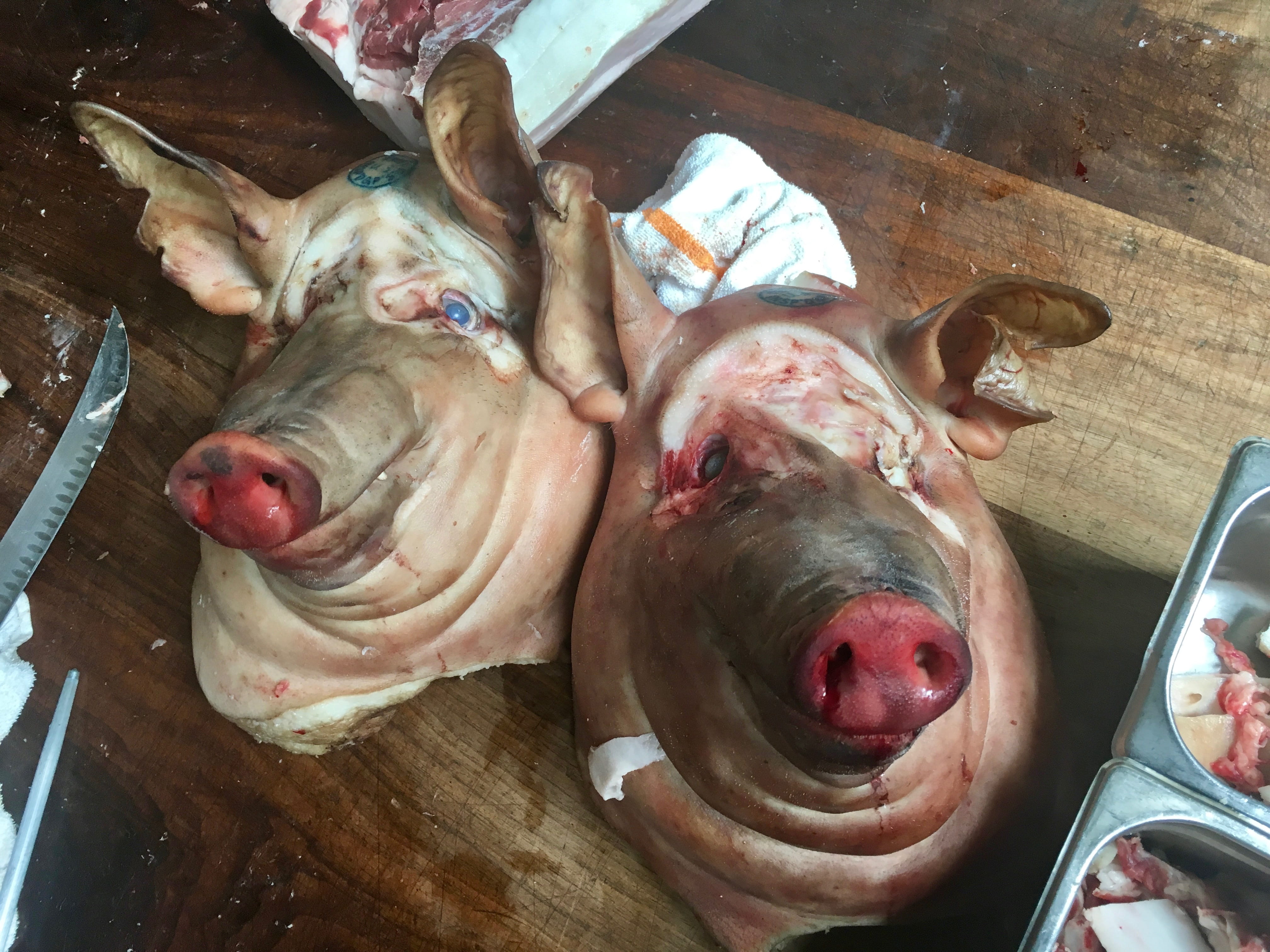 pig, san francisco, no people, animal head, indoors, animal body part, domestic, blue eyes, 4K, one animal, pets, food and drink, mammal, meat, livestock, HD Wallpaper