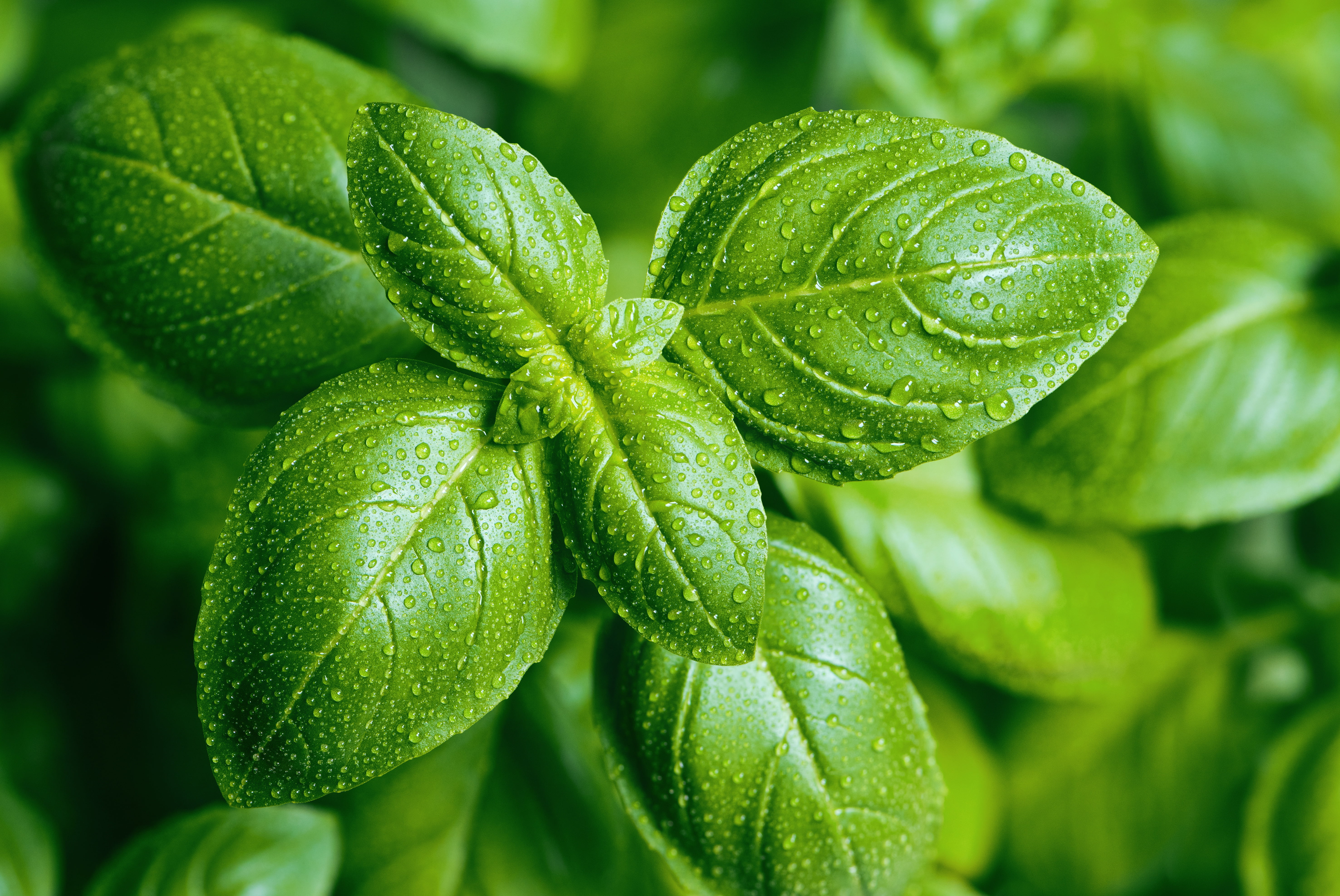 pesto, green, plant, 5K, HD Wallpaper
