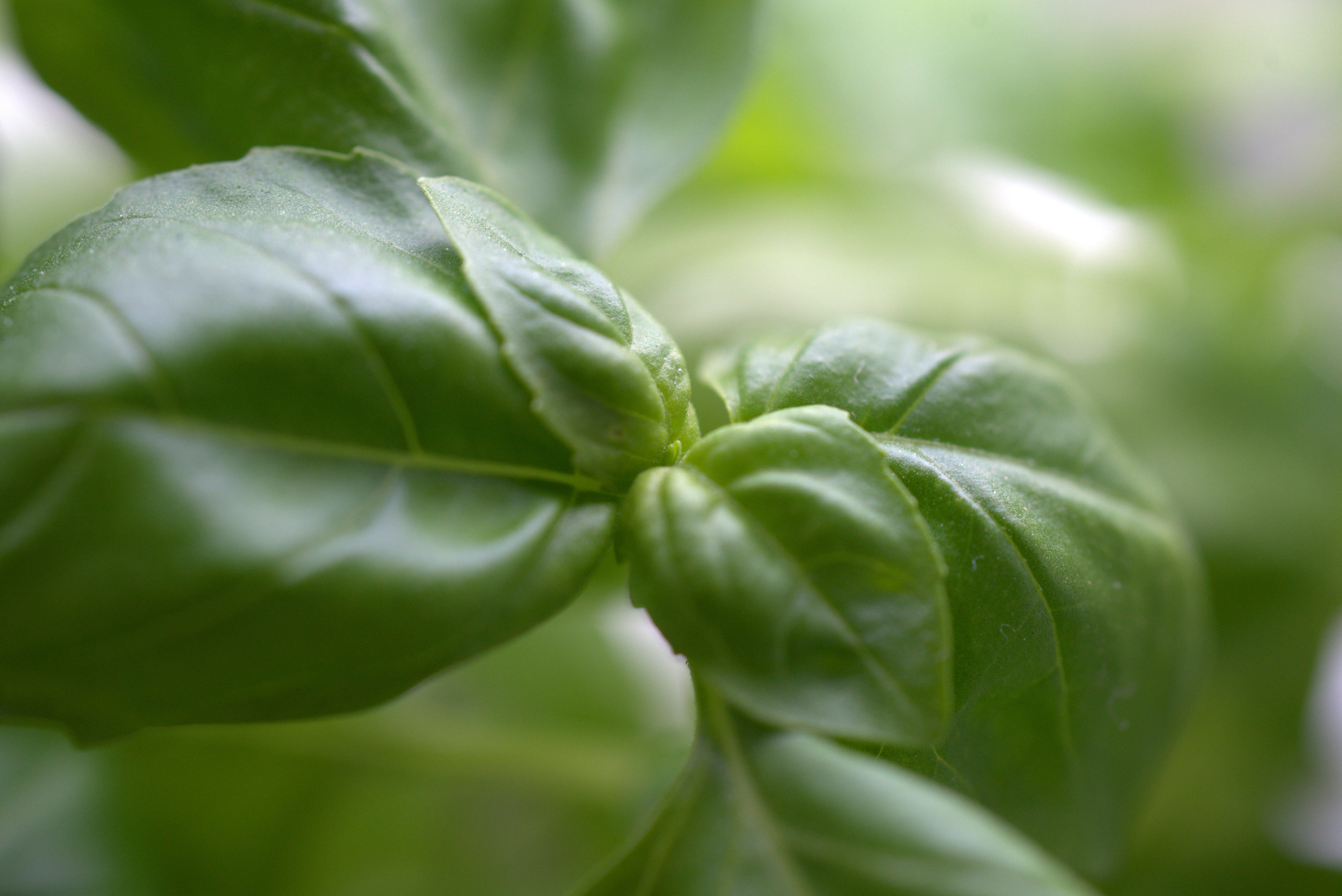 healthy eating, selective focus, pizza, cook, vegetable, 5K, day, food, bio, fresh, freshness, gardening, plant part, plant, agriculture, herb, herbs, HD Wallpaper