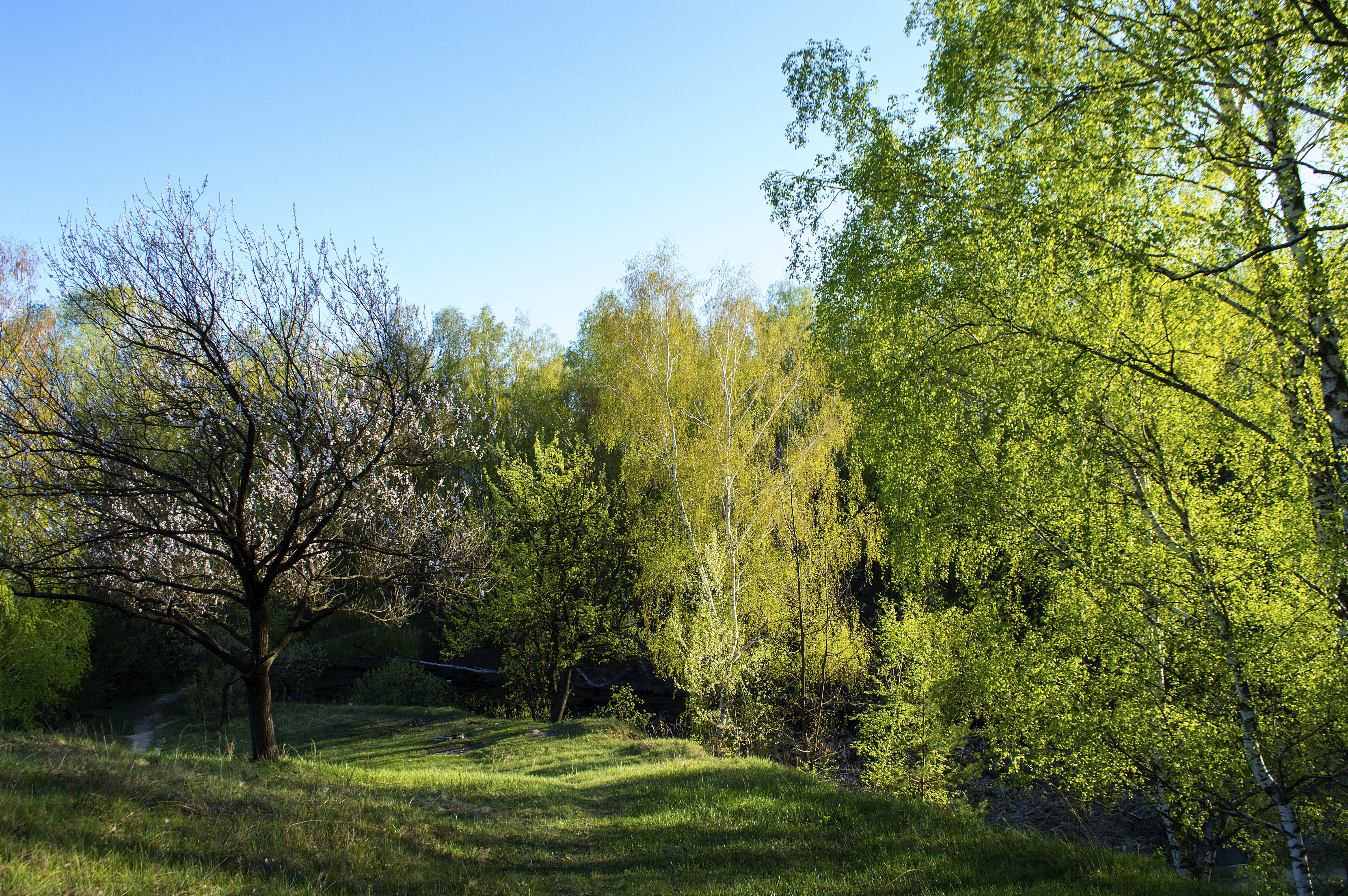 in the summer of, wild, beauty in nature, tranquility, nature, trees, sunlight, outdoors, green, tranquil scene, 5K, plant, green color, clear sky, sky, HD Wallpaper