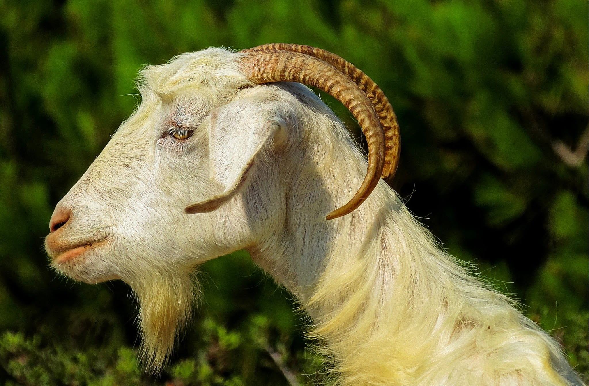 animals, feta, selective, animal wildlife, plant, animal head, beard, nature, wildlife, horns, vertebrate, hair, greece, portrait animal, livestock, no people, HD Wallpaper