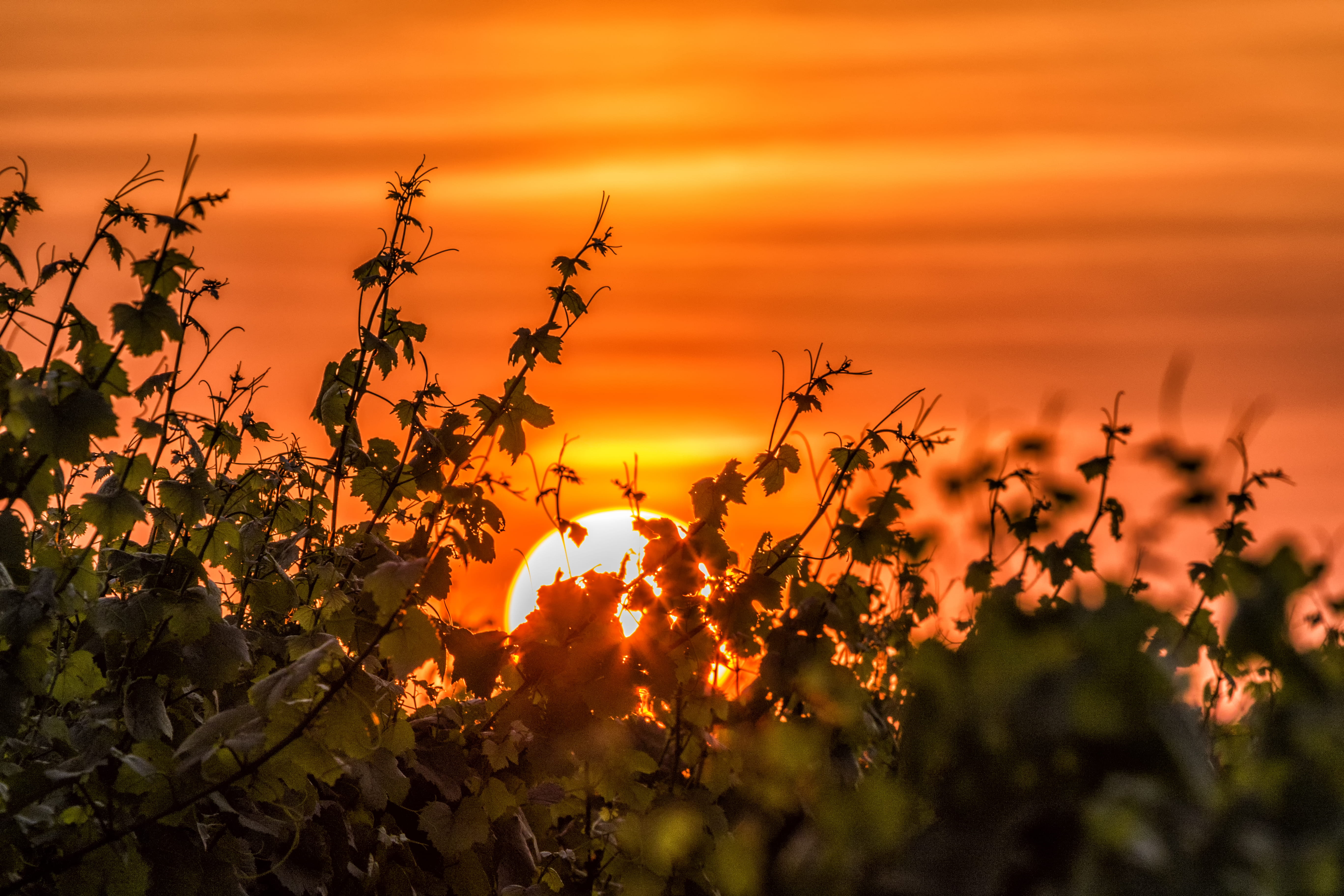 landscape, sun, silhouette, romantic sky, food, sky, beauty in nature, sunset, tranquility, tree, plant, united states, orange color, rural scene, southold, HD Wallpaper