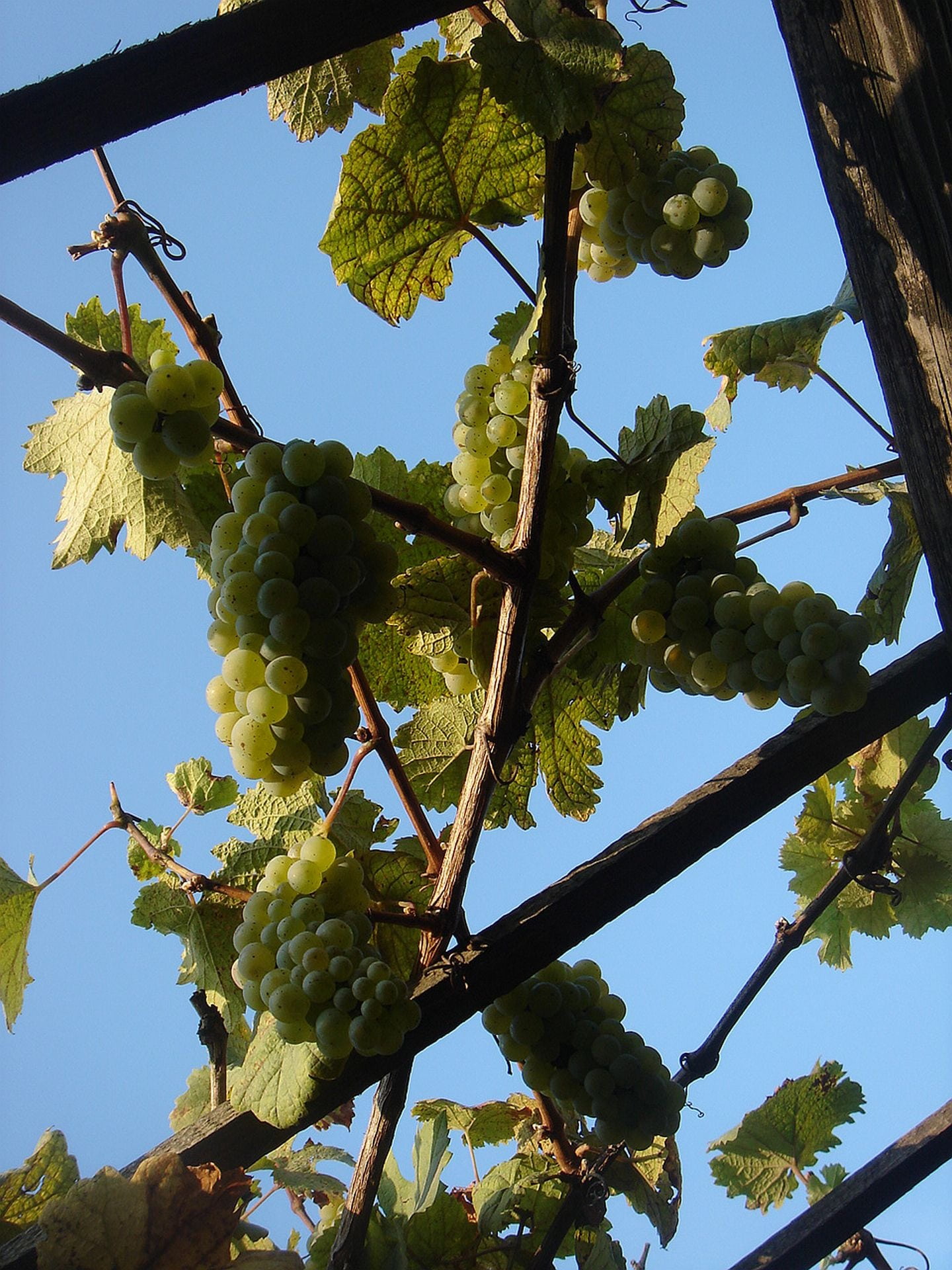 low angle view, green color, autumn, tree, leaf, vineyard, growth, agriculture, branch, day, 1080P, cluster, fruit, grape, vine, ripe, beauty in nature, Phone HD Wallpaper
