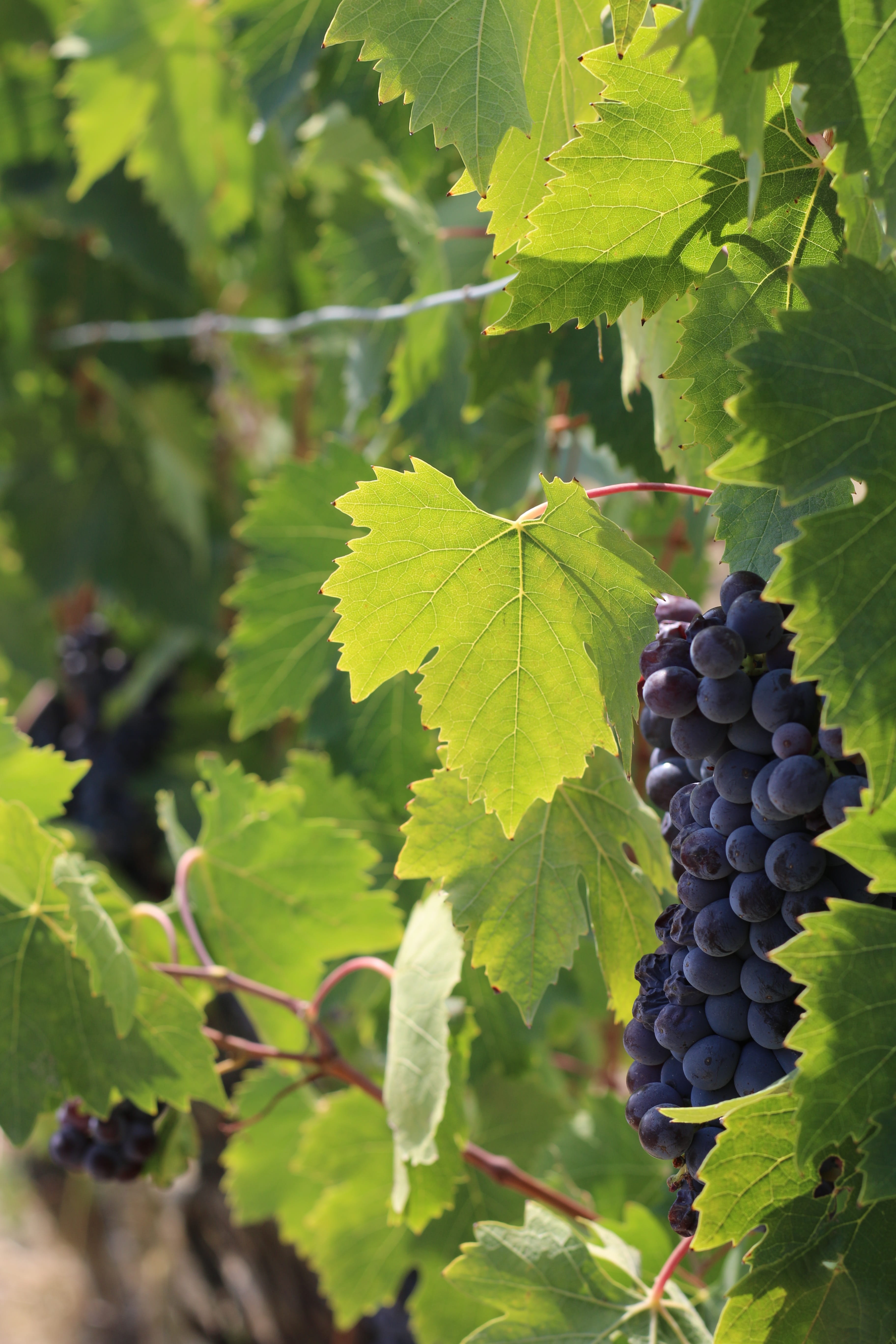day, vine, grapes, close-up, italy, winemaking, bunch, wellbeing, growth, food, grape, agriculture, plantation, chianti, outdoors, tuscany, nature, ripe, Phone HD Wallpaper