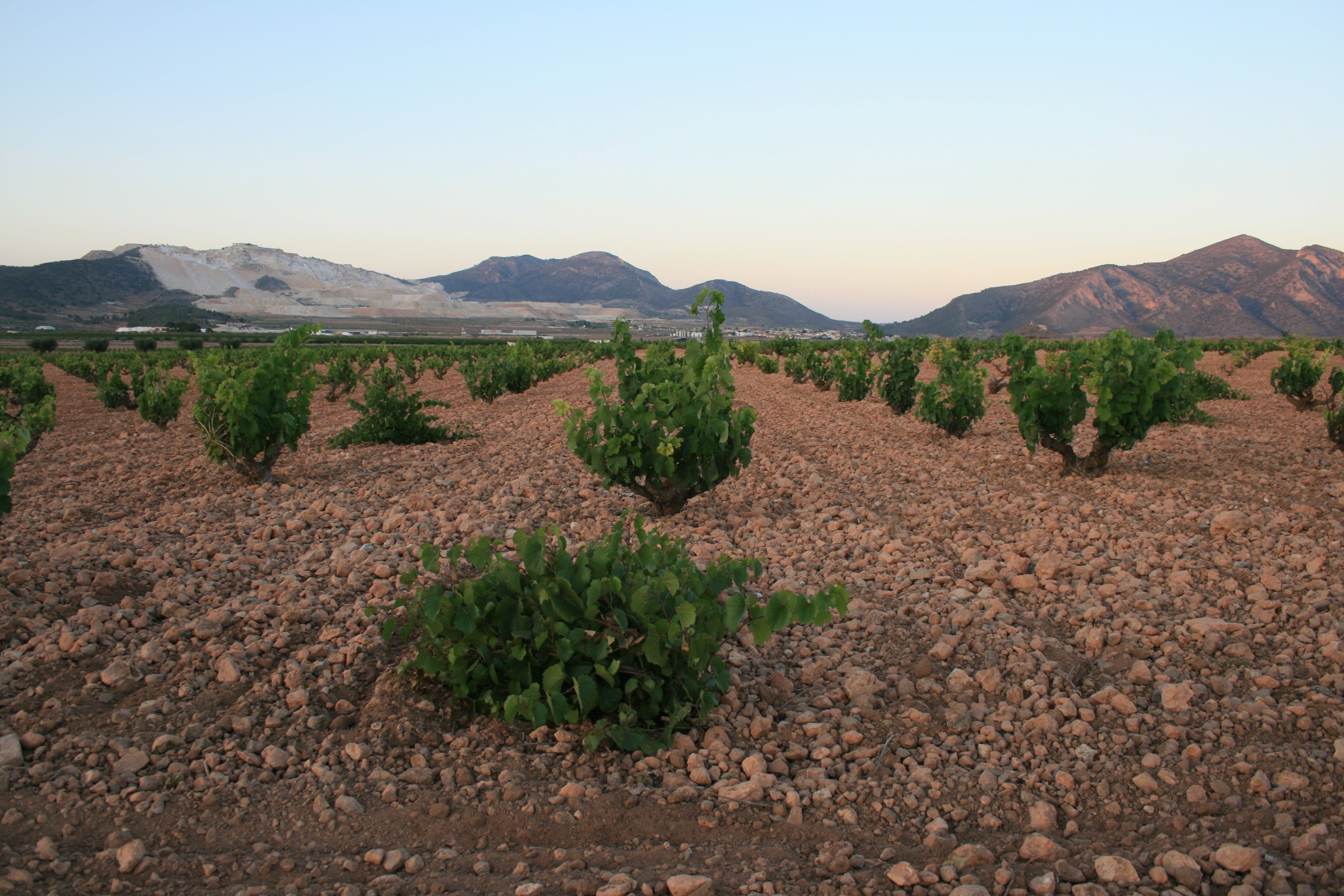food and drink, vine, sky, no people, rural scene, mountain, scenics - nature, 4K, nature, food, alicante, environment, field, tree, beauty in nature, HD Wallpaper