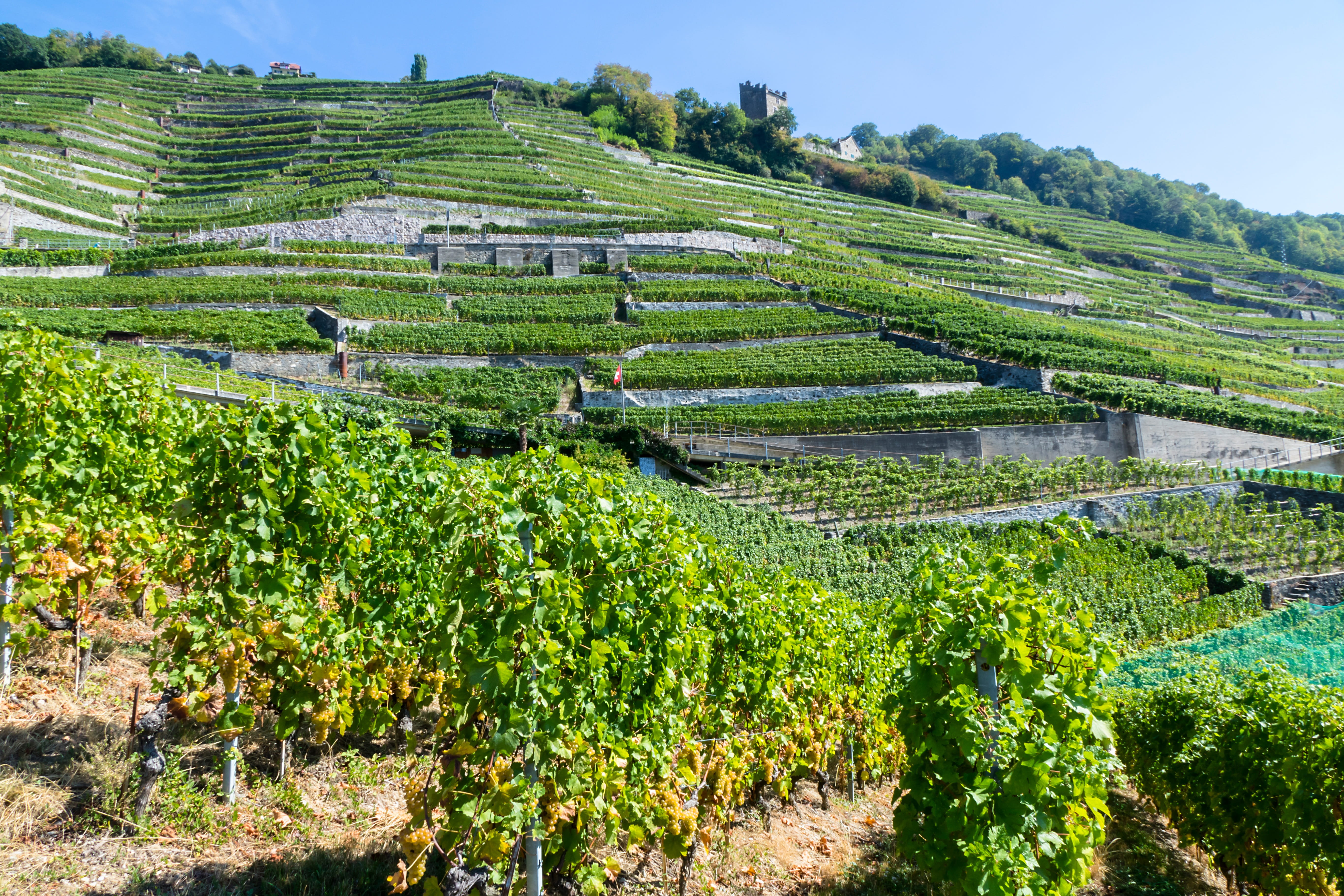 grapevine, green color, tree, nature, beauty in nature, farm, wine red, wine, tranquility, growth, plantation, no people, plant, lake geneva, crop, field, HD Wallpaper