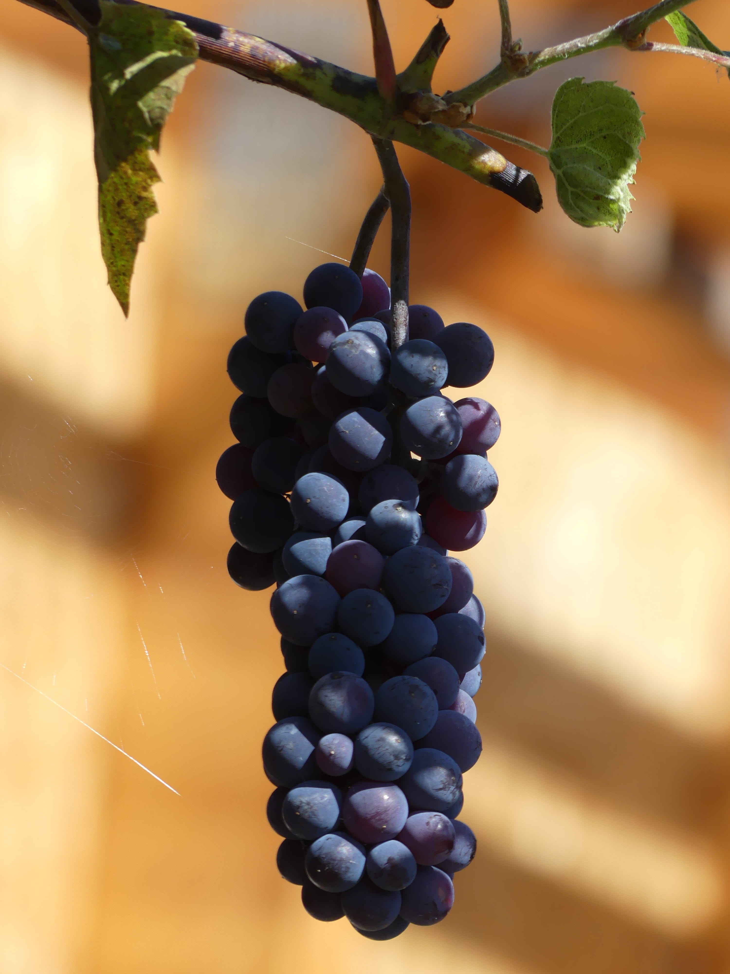 wine, wellbeing, 4K, bunch, blue, focus on foreground, berry fruit, plantation, ripe, winemaking, growth, moist, agriculture, vineyard, no people, healthy eating, Phone HD Wallpaper