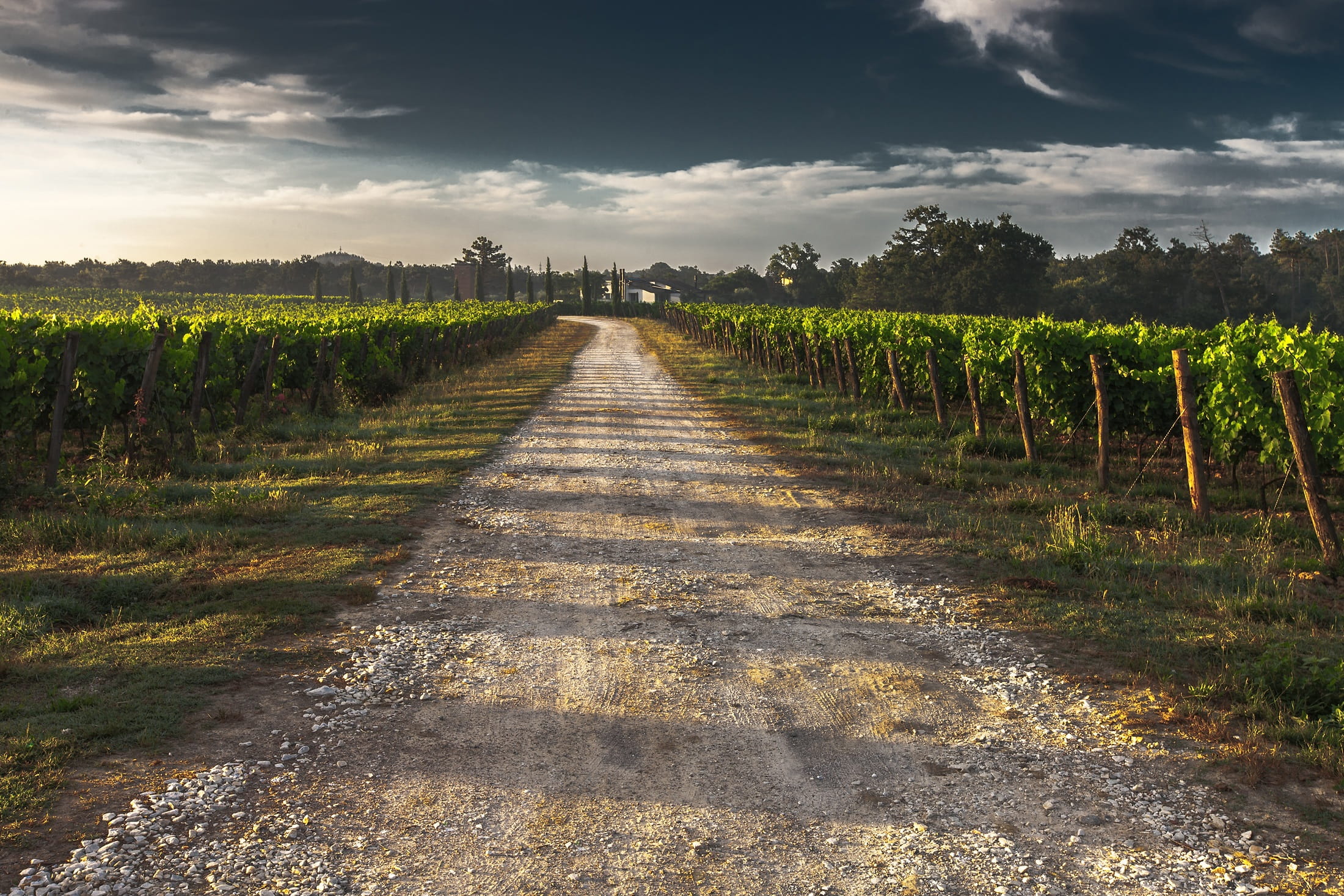dirt, agriculture, nature, clouds, growth, grass, the way forward, farm, diminishing perspective, rural scene, landscape, environment, vineyard, land, plant, HD Wallpaper