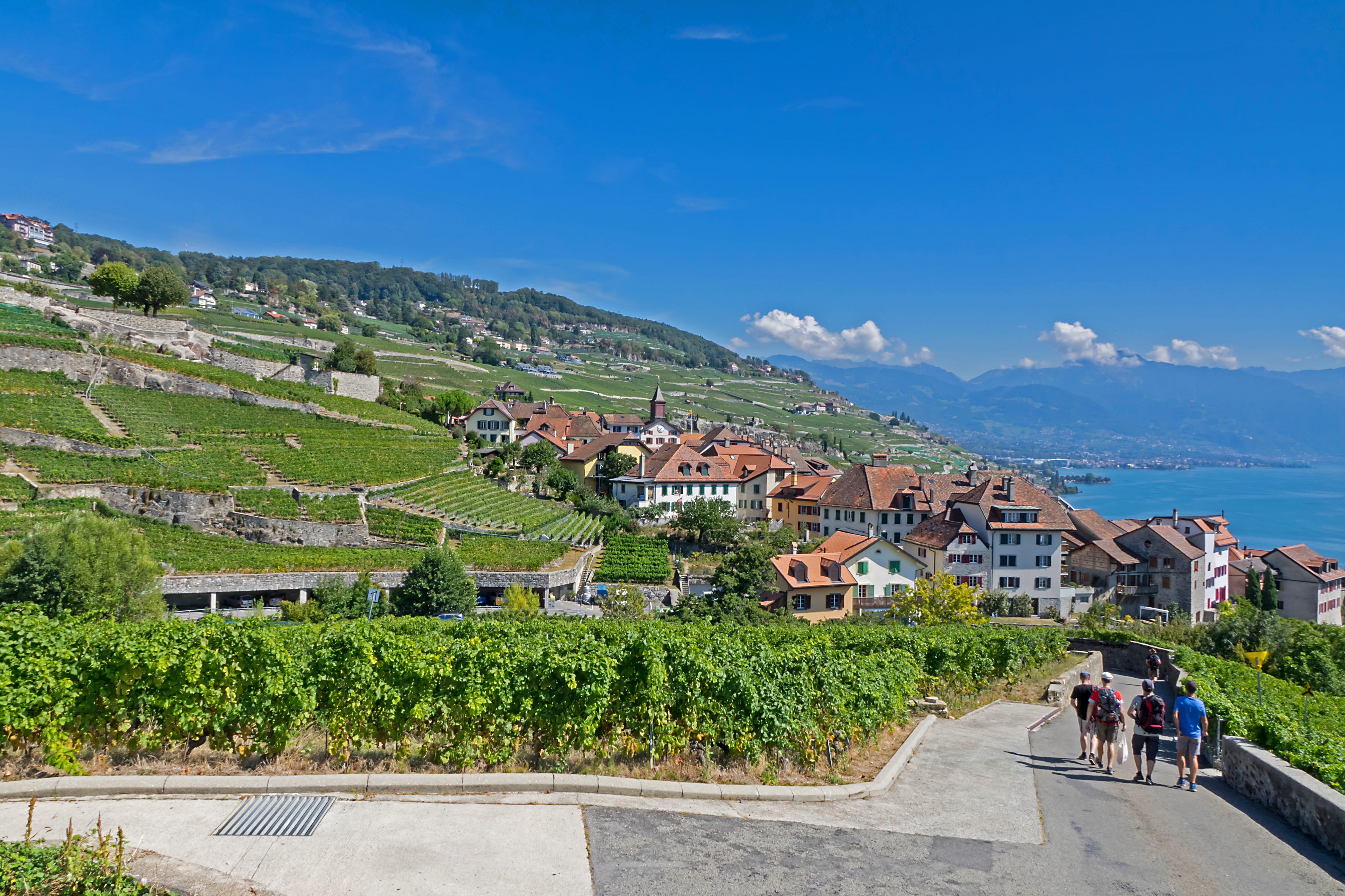 wine, built structure, 5K, building exterior, plant, house, outdoors, wine red, grapevine, city, architecture, people, laveaux, residential district, lake geneva, HD Wallpaper