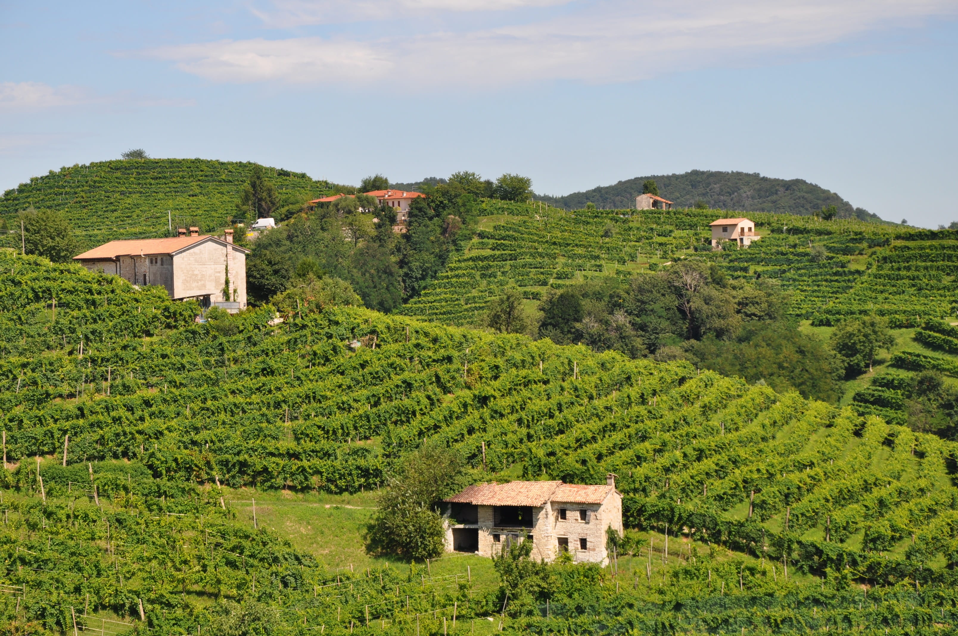 green, building, agriculture, no people, plantation, 2K, Italy, Wine, building exterior, plant, vine, green color, rural scene, Prosecco, scenics - nature, HD Wallpaper