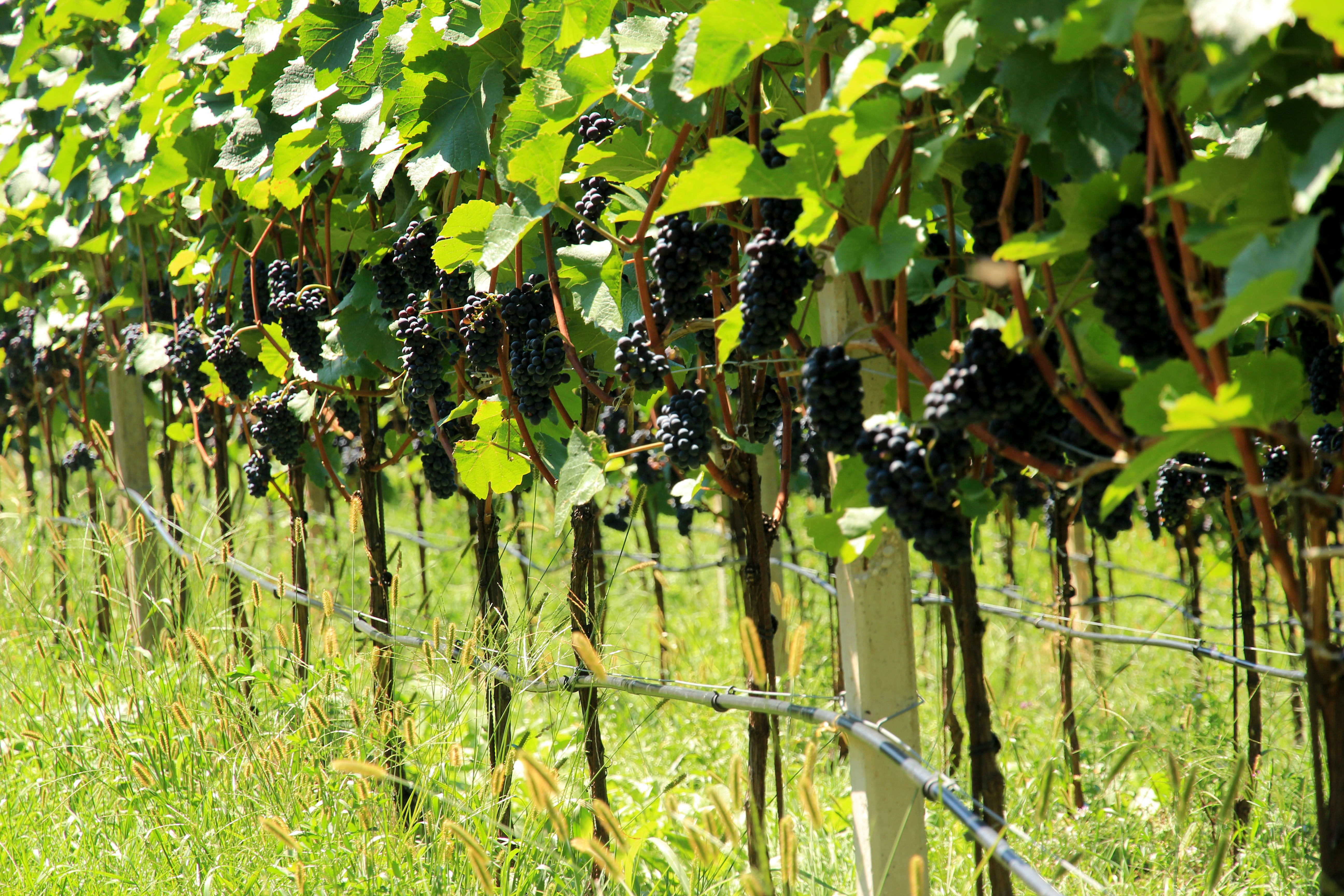 rural Scene, grapes, field, plant part, leaf, barrier, fence, tree, sunlight, vineyard, grape, day, grapevine, no people, farm, growth, nature, 5K, fruit, HD Wallpaper