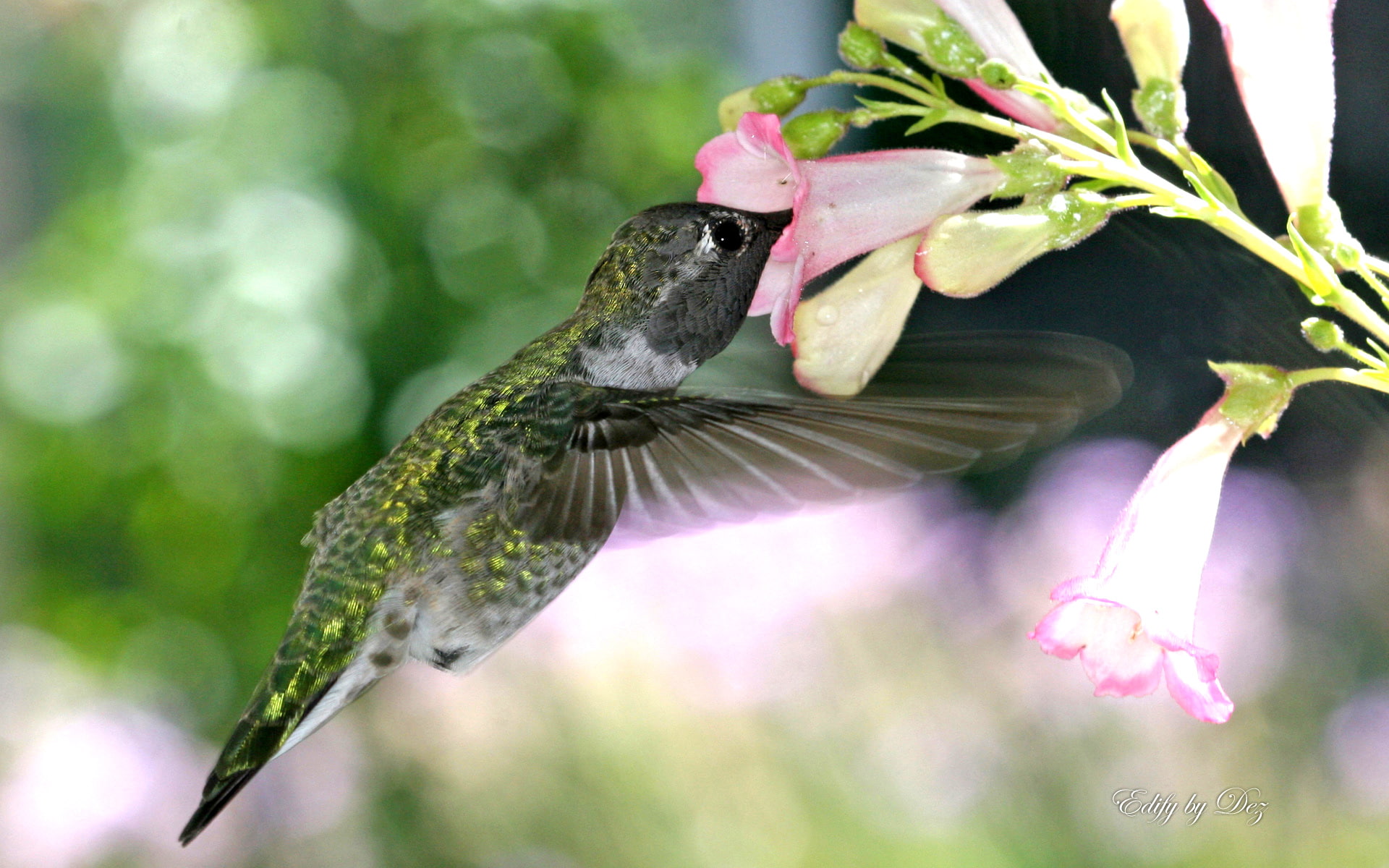 brown, 1080P, hummingbird, hungry, yellow, HD Wallpaper