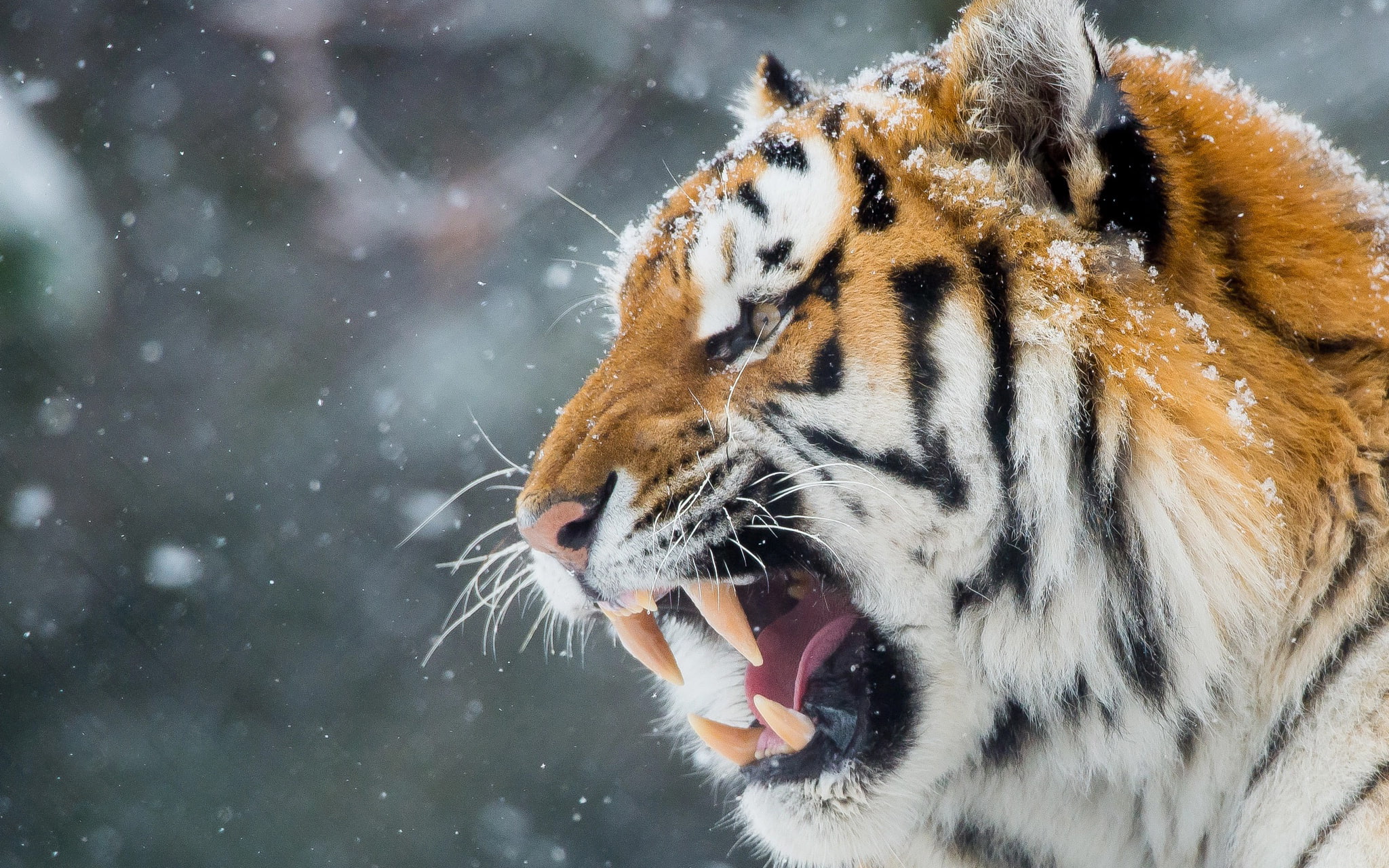 animal wildlife, aggression, zoo, snowing, animal body part, snow, snarling, animal themes, focus on foreground, close-up, vertebrate, big cat, animals in the wild, HD Wallpaper