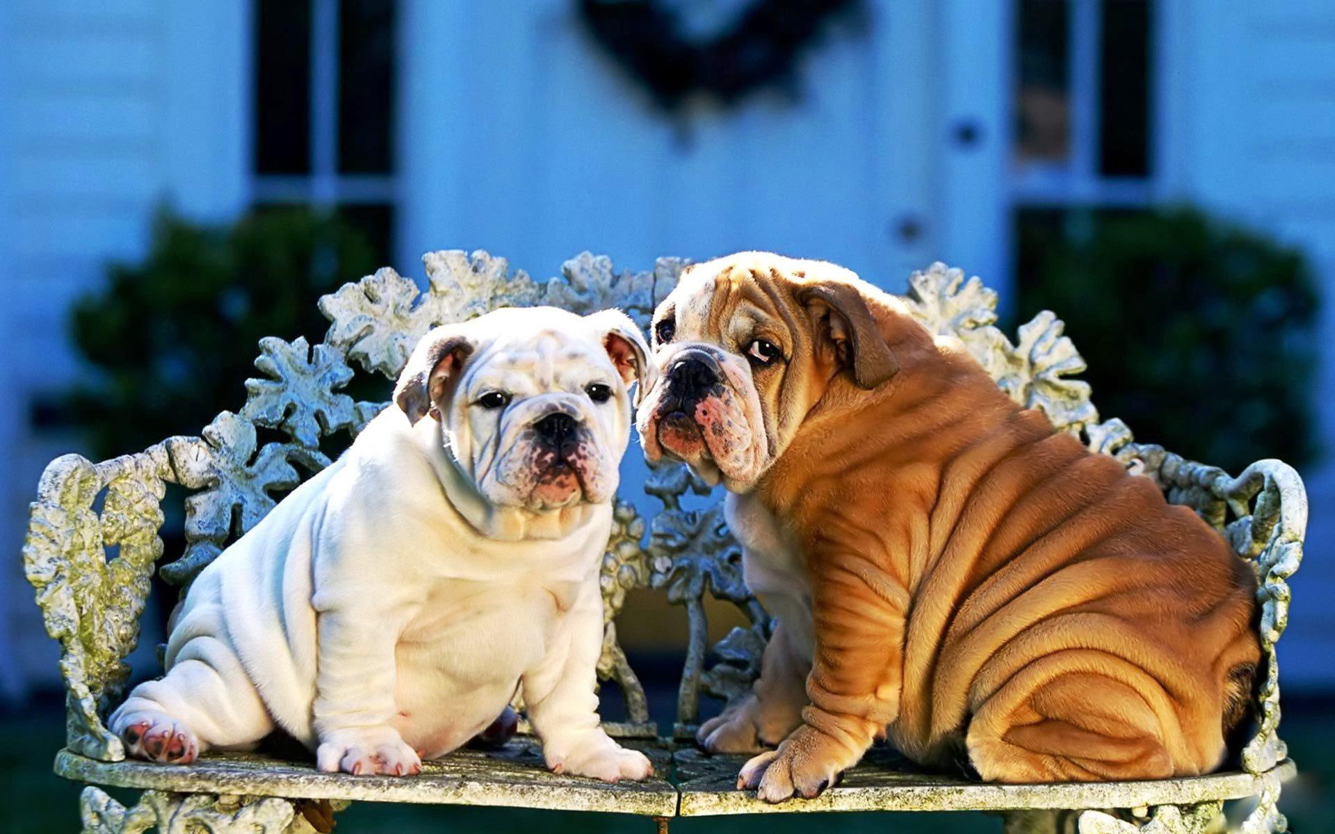 nice, re, great, 1080P, dogs, hungry, animals, best, HD Wallpaper
