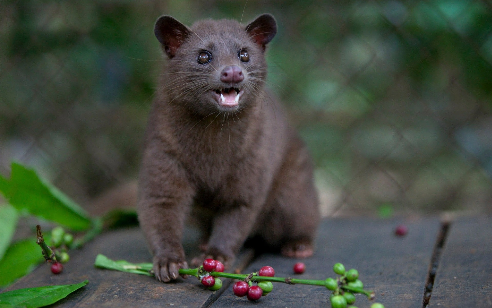 no people, fruit, close-up, hungry, animals in the wild, animals, mammal, 1080P, civet, food, animal wildlife, vertebrate, front view, whisker, healthy eating, HD Wallpaper