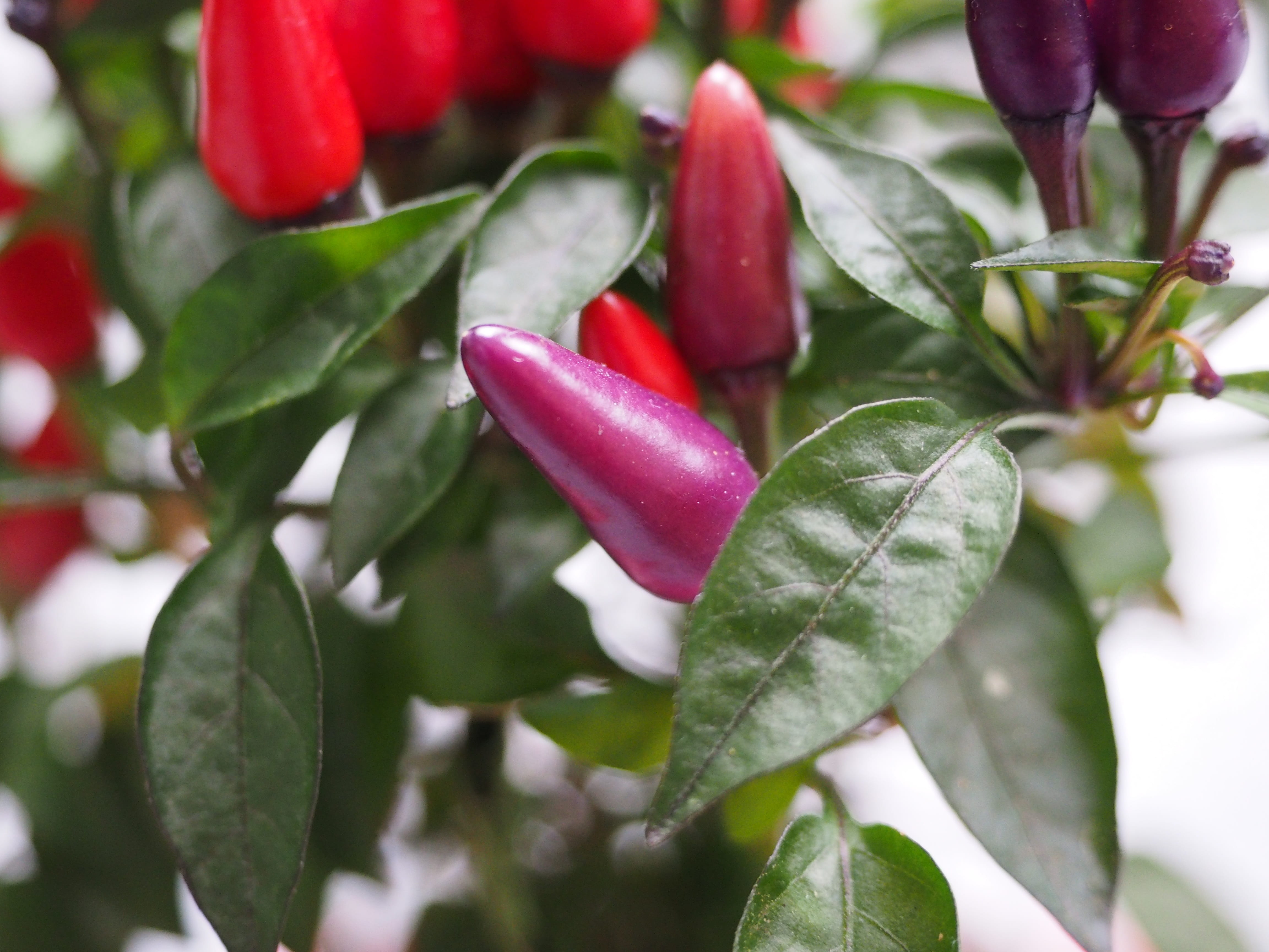 4K, Fruits, pepperoni, chili pepper, capsicum annuum, pepper, day, focus on foreground, Chili, chili berry, spice, nachtschattengewächs, green color, healthy eating, HD Wallpaper
