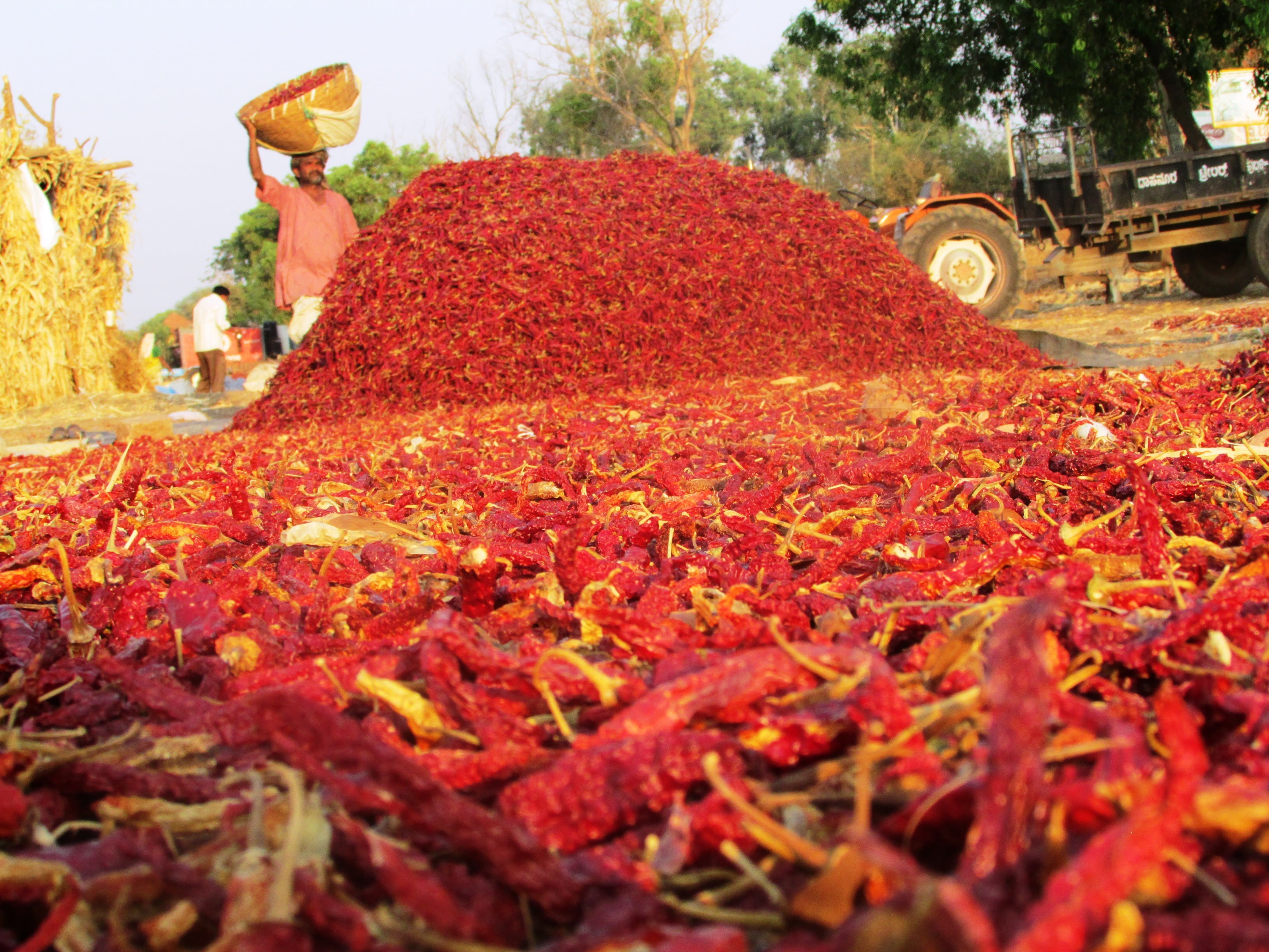 chile pepper, solanaceae, rural scene, tree, chilis, close, leaf, dried, autumn, nature, red dried chili, red, daytime, leaves, abundance, peraon, field, HD Wallpaper