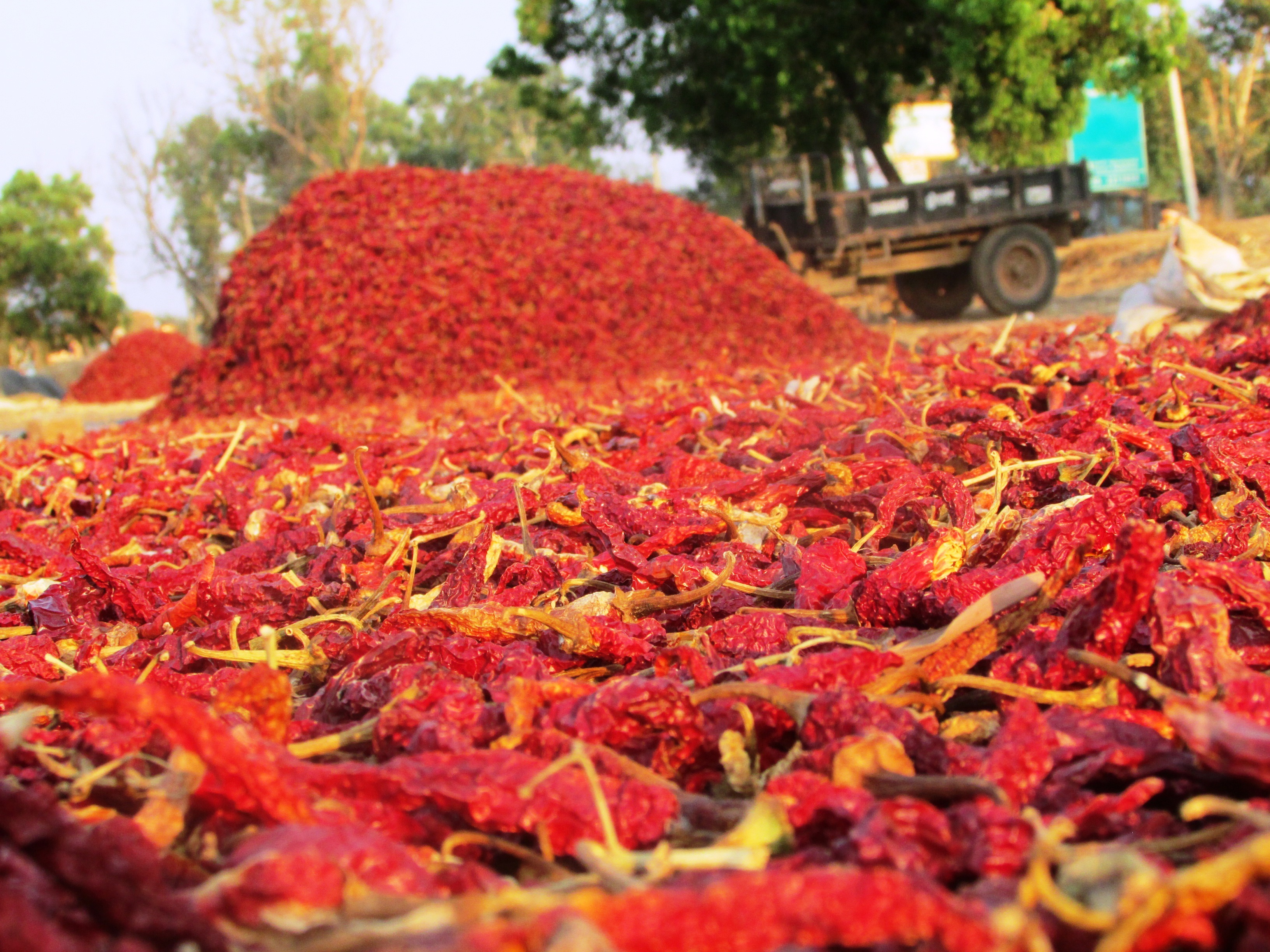 abundance, plant, dried, orange color, no people, beauty in nature, autumn, chilli pepper, india, chile pepper, chili pepper, tree, food, 2K, bright, close-up, HD Wallpaper