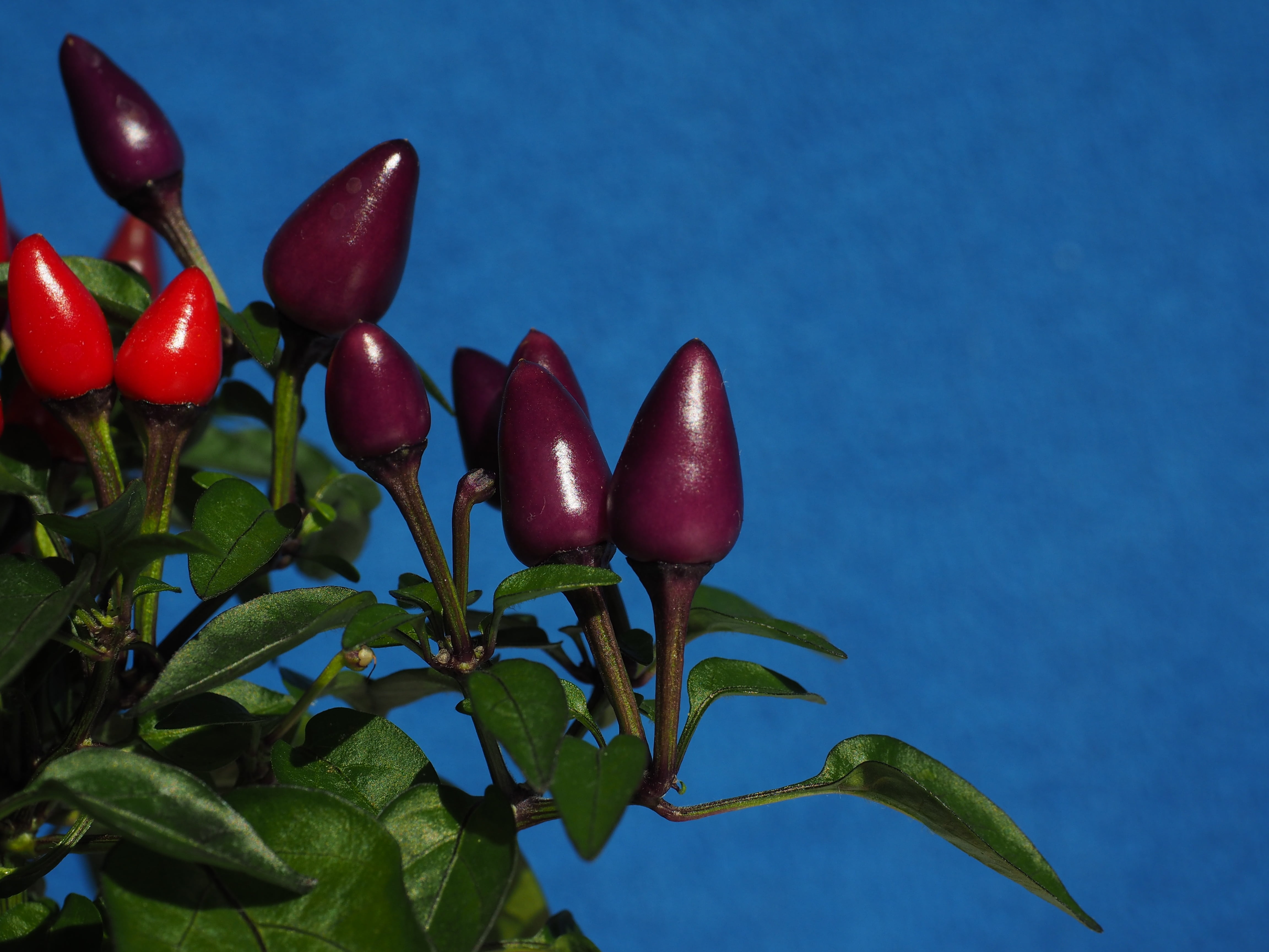 blue, pepperoni, fruit, nature, 4K, capsicum, nachtschattengewächs, plant part, capsicum annuum, plant, food, chili berry, freshness, blue background, HD Wallpaper