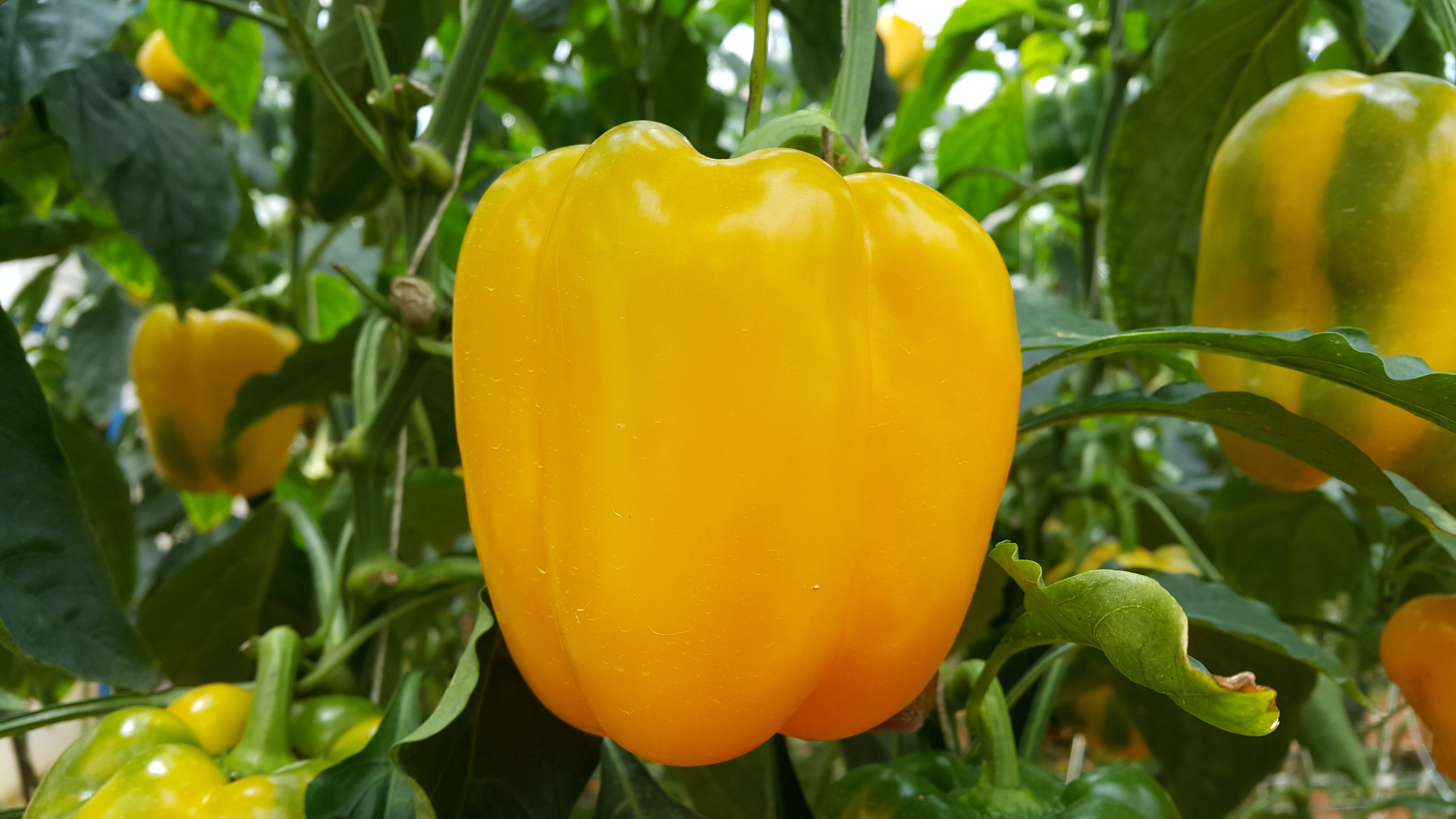 agriculture, wellbeing, freshness, healthy eating, Pepper, yellow, plant, green color, ripe, no people, growth, leaf, food and drink, vegetable, fruit, HD Wallpaper