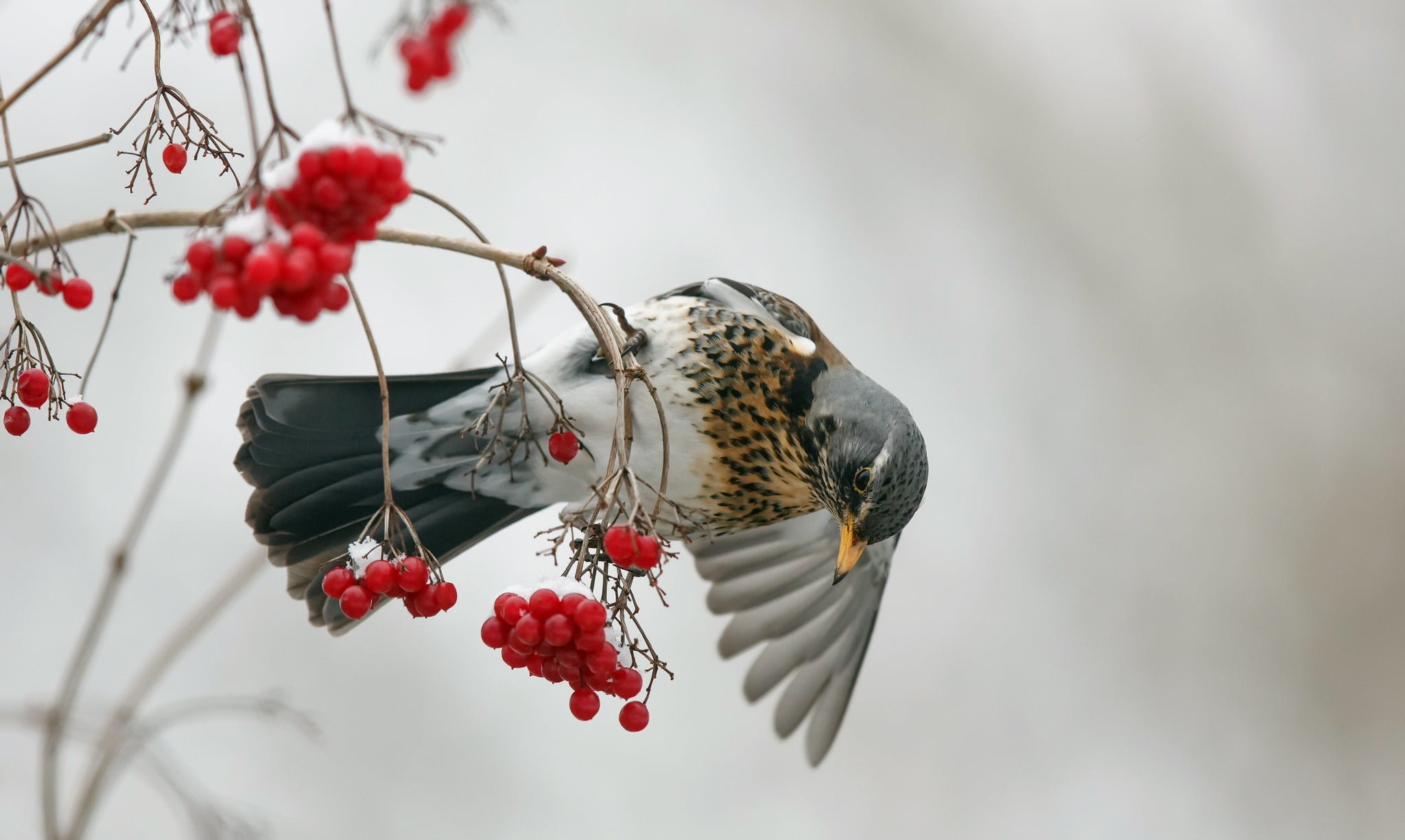 Fieldfare, Stuff bird, berries, bird, 1080P, Turdus pilaris, HD Wallpaper