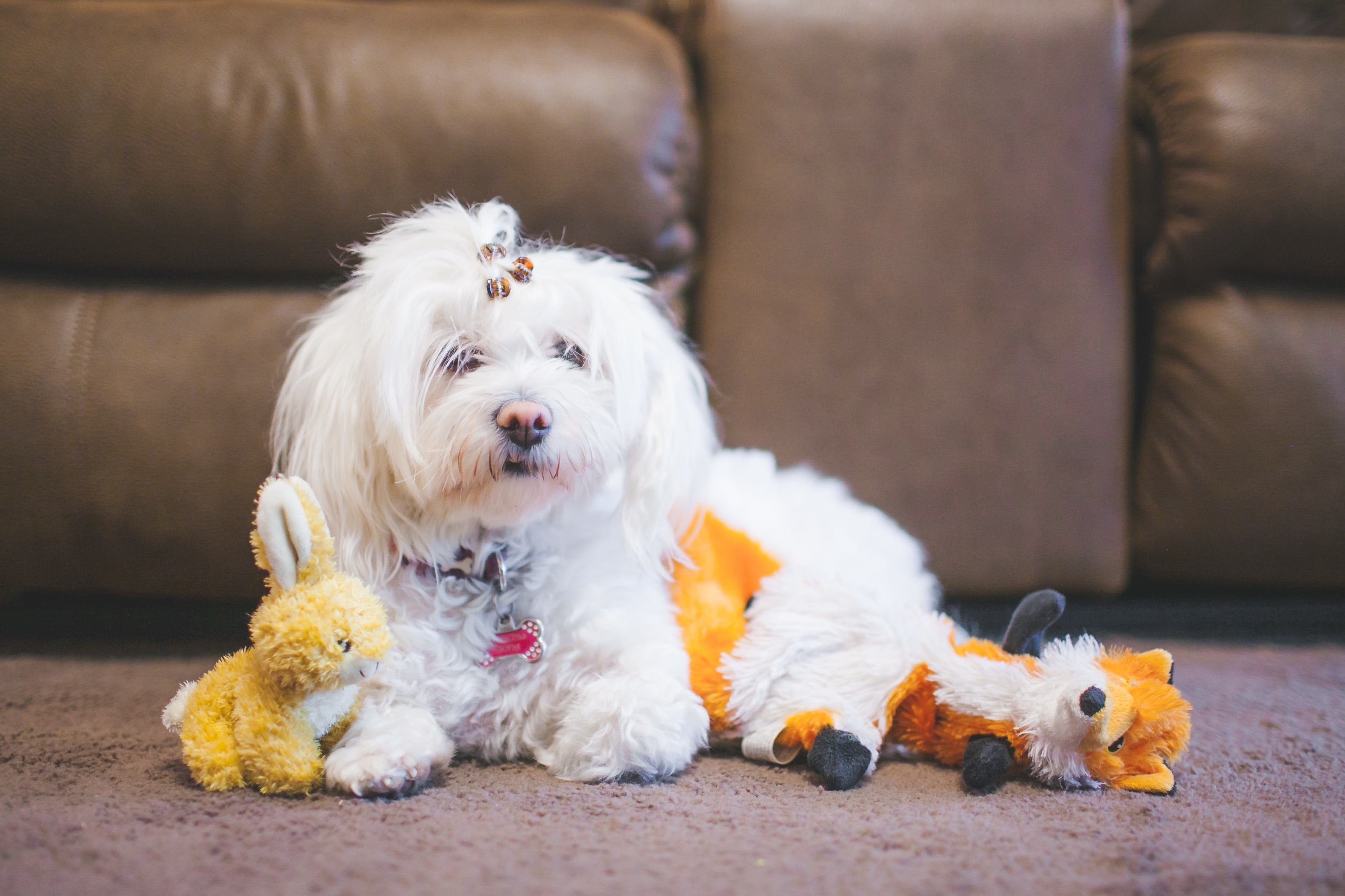 lying down, indoors, stuff, domestic, west highland white terrier, canine, animal, 2K, furniture, puppy, domestic animals, one animal, portrait, mammal, HD Wallpaper
