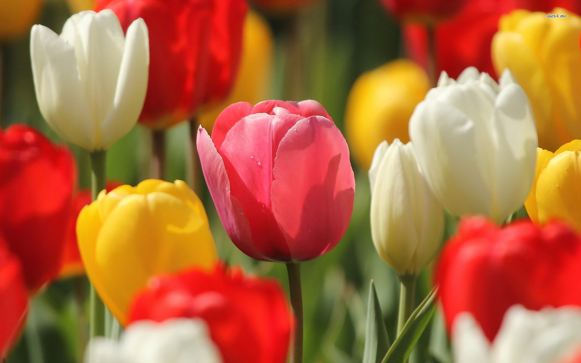white stripes, 1920x1200, Flowers, hd, flower, 1080P, white stuff, red, ultra hd, Tulip, red rose, white page, HD Wallpaper