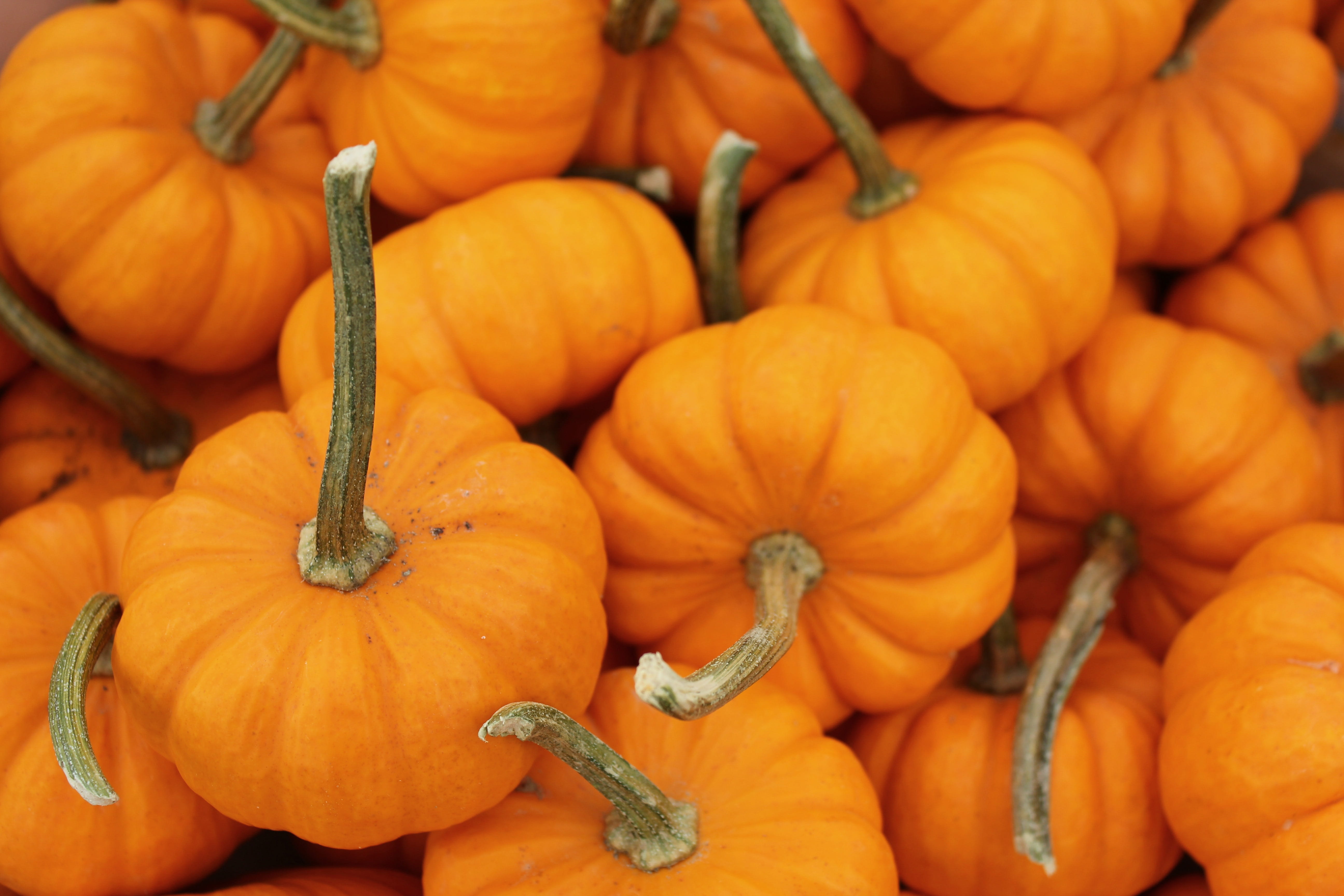 squash, market, 5K, abundance, day, food and drink, vegetable, nature, Vegetables, harvest, wellbeing, outdoors, healthy eating, freshness, no people, HD Wallpaper