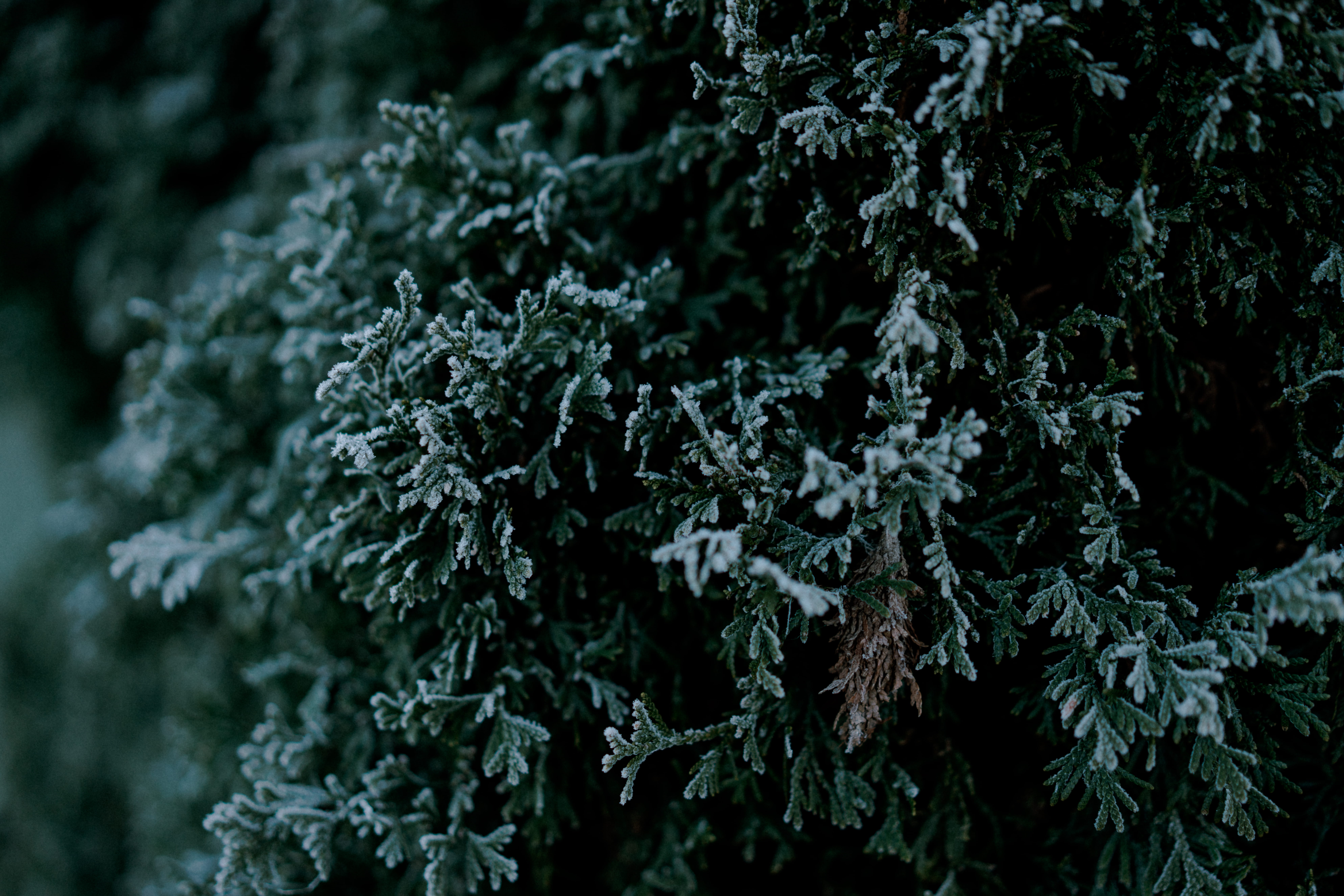 lichen, green color, winter, tree, grass, december, brown, plant part, nature, christmas, frost, background, green, outdoors, food and drink, leaves, kale, HD Wallpaper