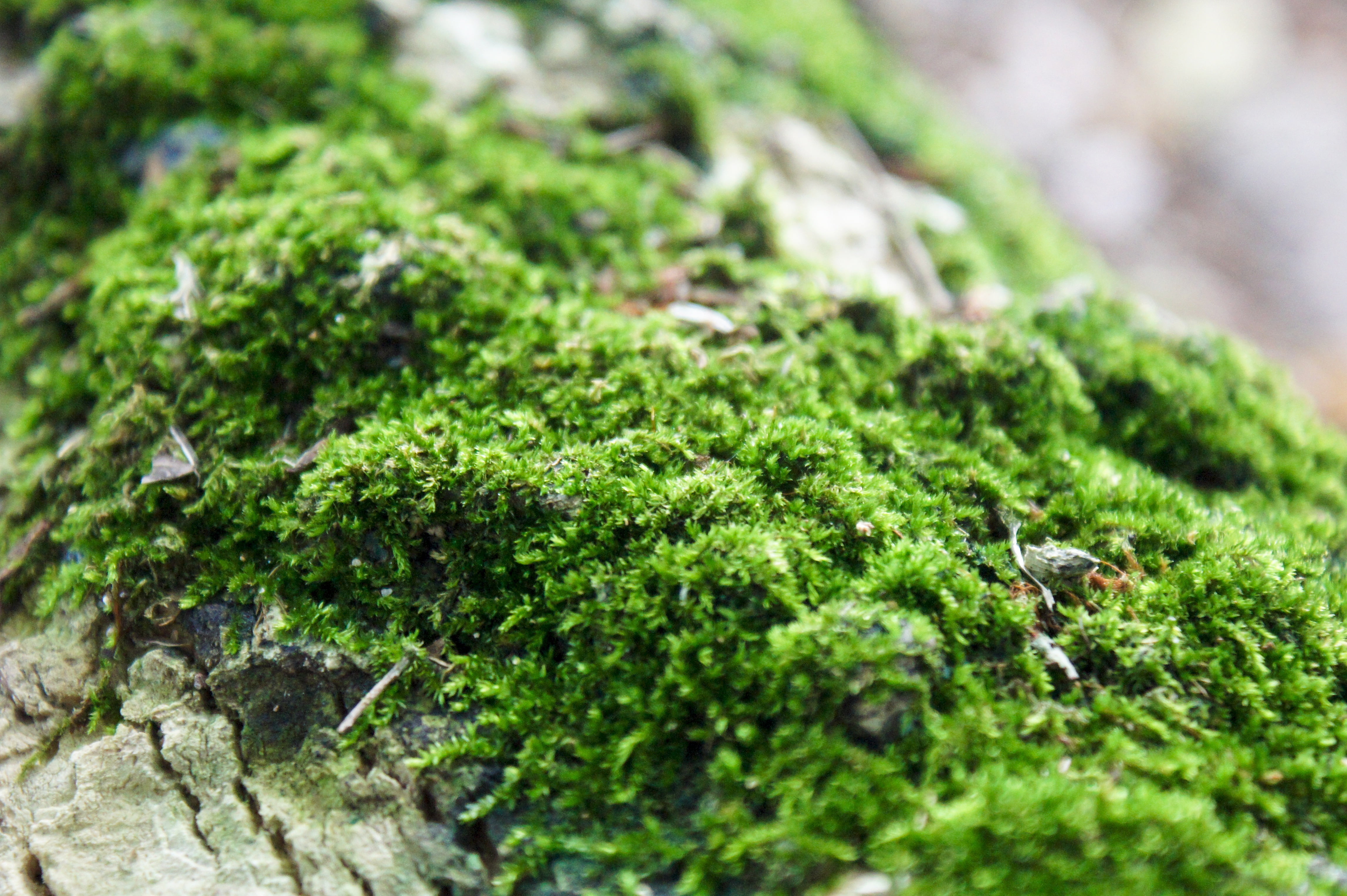 freshness, moss, healthy eating, lichen, leaf, green, food and drink, vegetable, wellbeing, growth, plant, grass, outdoors, close-up, day, kale, selective focus, HD Wallpaper