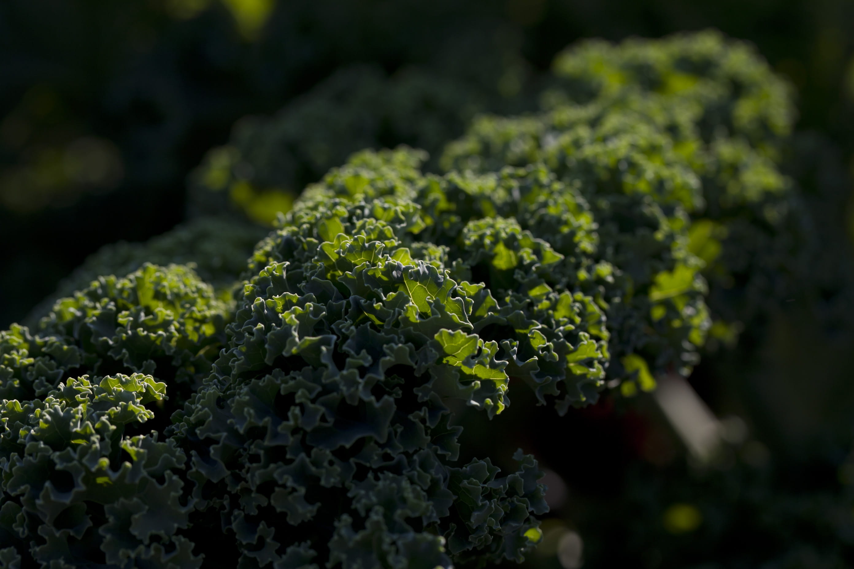 2K, freshness, plant part, vegetable, seattle, day, wellbeing, garden, leaf, kale, no people, growth, green color, broccoli, selective focus, united states, HD Wallpaper
