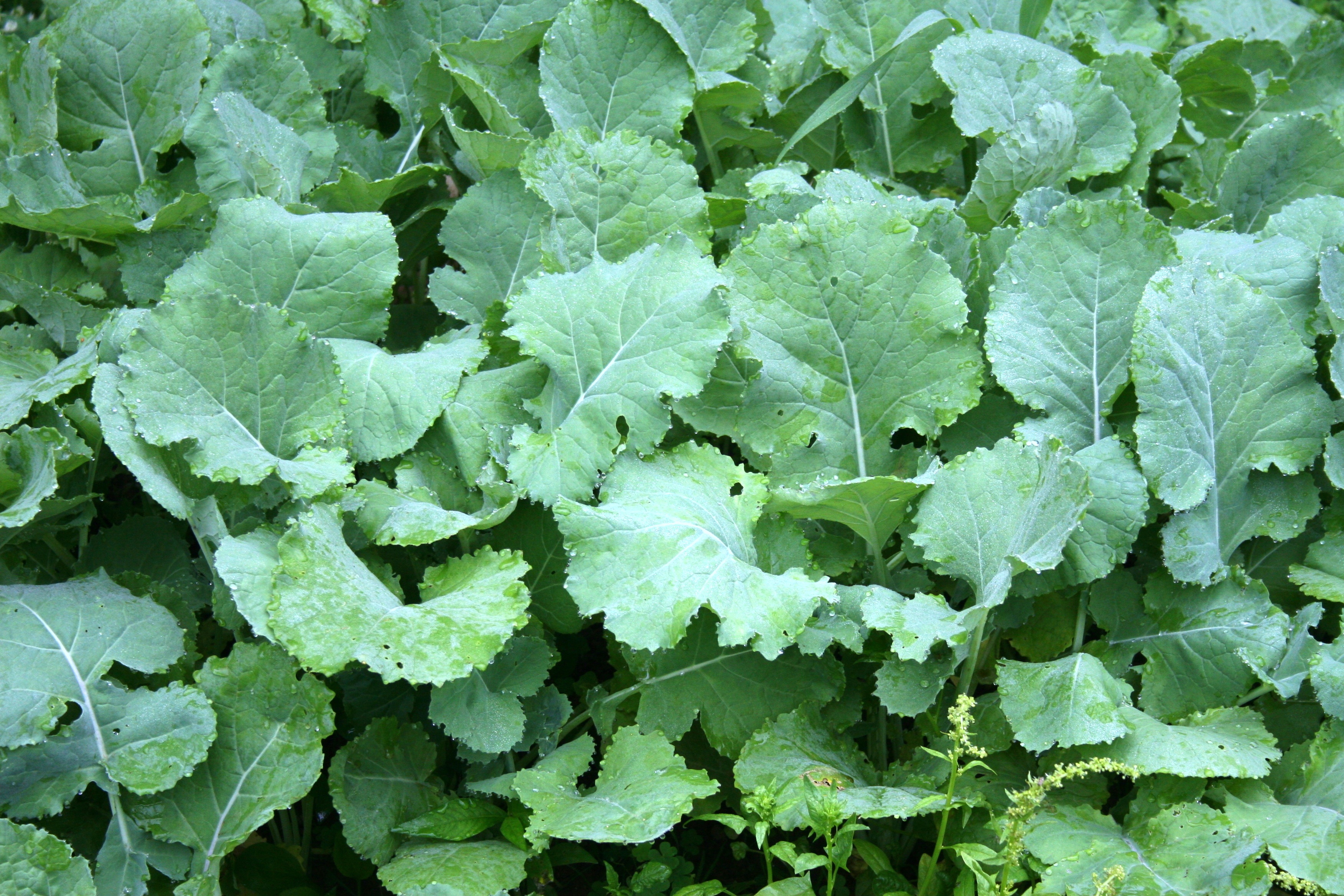 garden, healthy, beauty in nature, field, produce, food and drink, outdoors, raw, healthy eating, leaves, plant, growth, kale, vegetable, food, day, wellbeing, HD Wallpaper