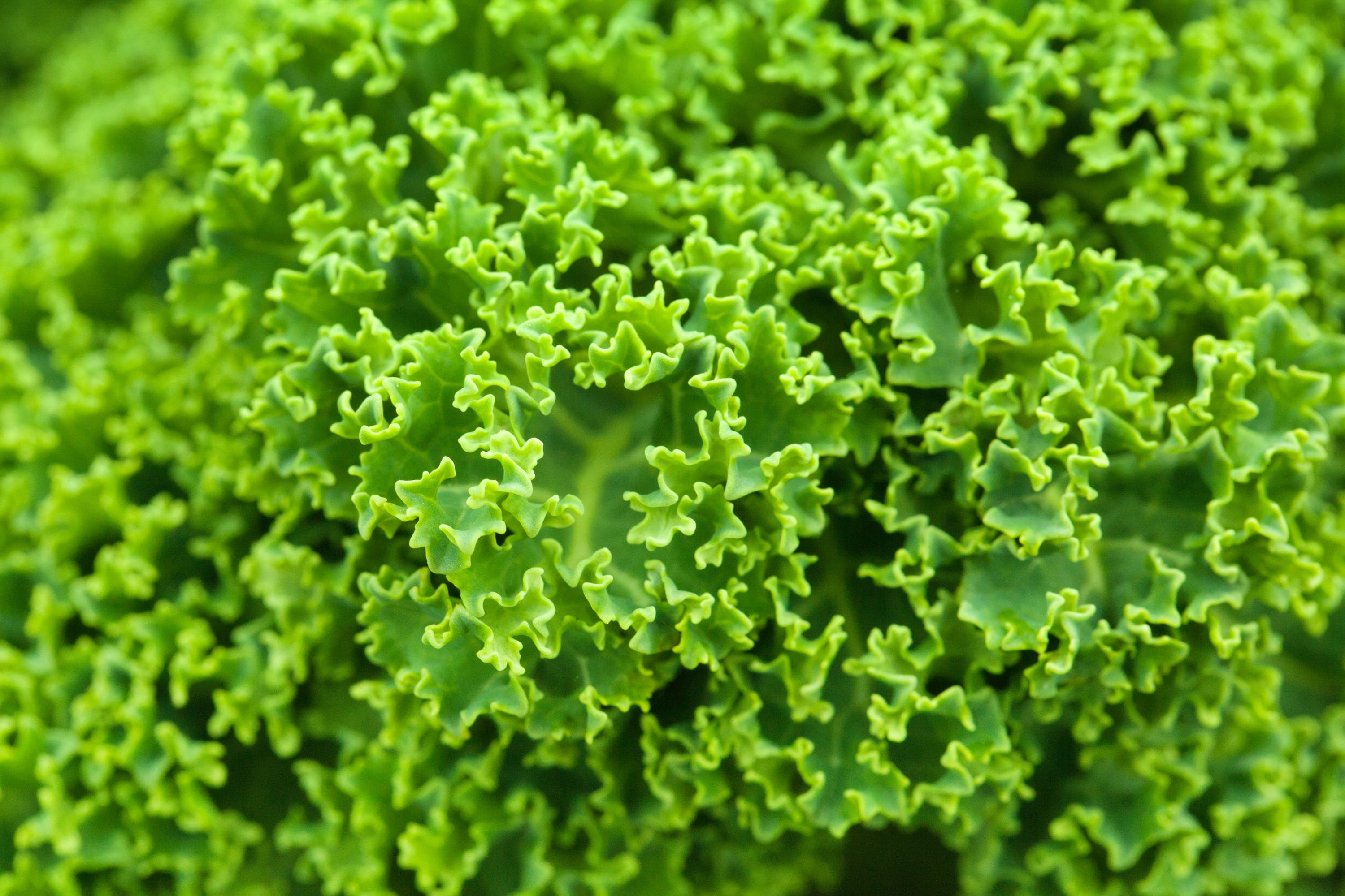 beauty in nature, vegetable, leaf, wellbeing, plant, healthy eating, growth, plant part, nature, produce, lettuce, freshness, 2K, herb, pattern, texture, HD Wallpaper