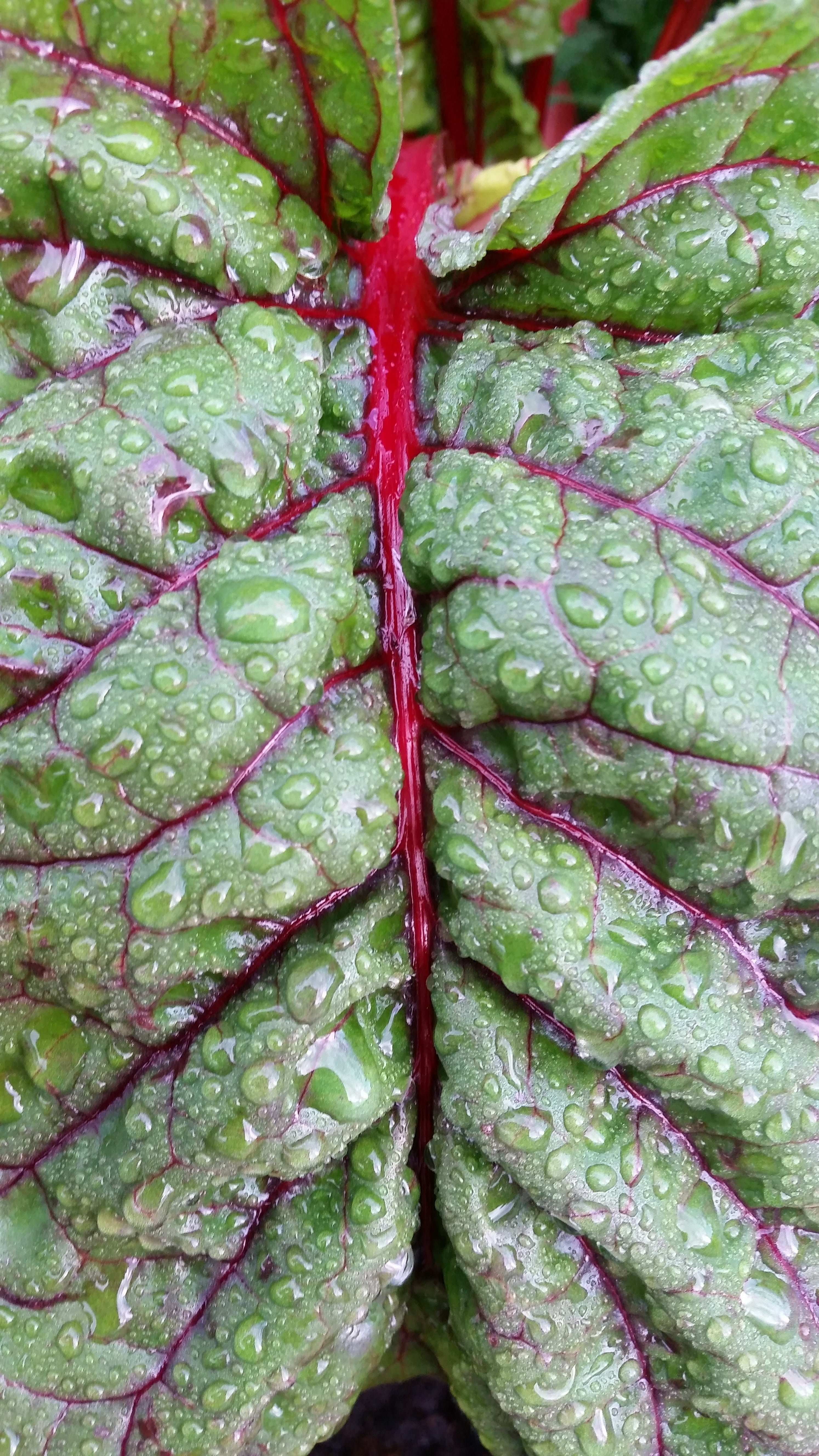 beet, chard, spinach, food, garden, growth, green, grow, day, vegetarian, eating, outdoors, nature, full frame, vegetable, nutrition, leaf, spring, close-up, Phone HD Wallpaper