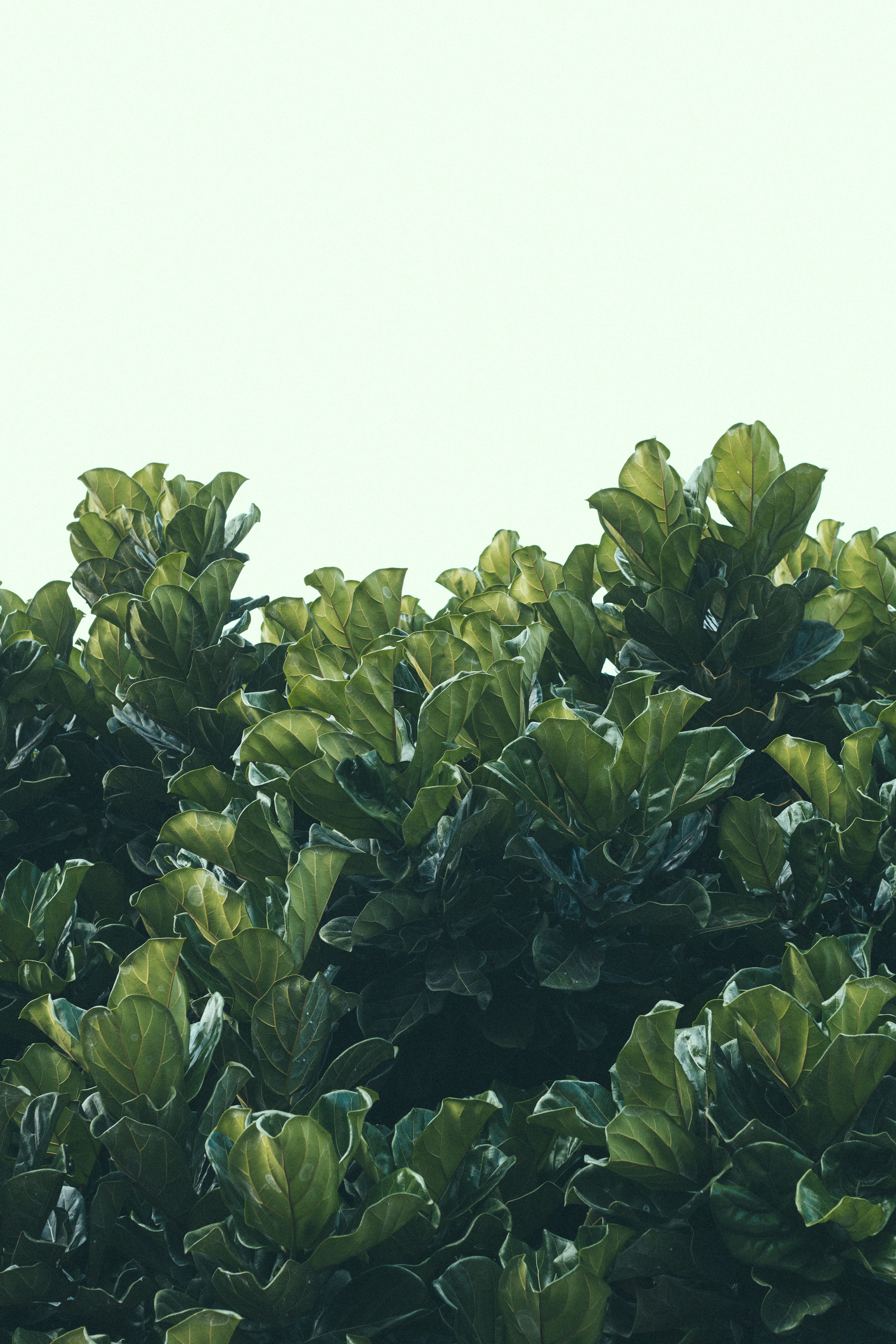 kale, plant, clear sky, food and drink, no people, close-up, planter, cabbage, leafed, flora, produce, copy space, plant part, vegetable, dark, freshness, Phone HD Wallpaper