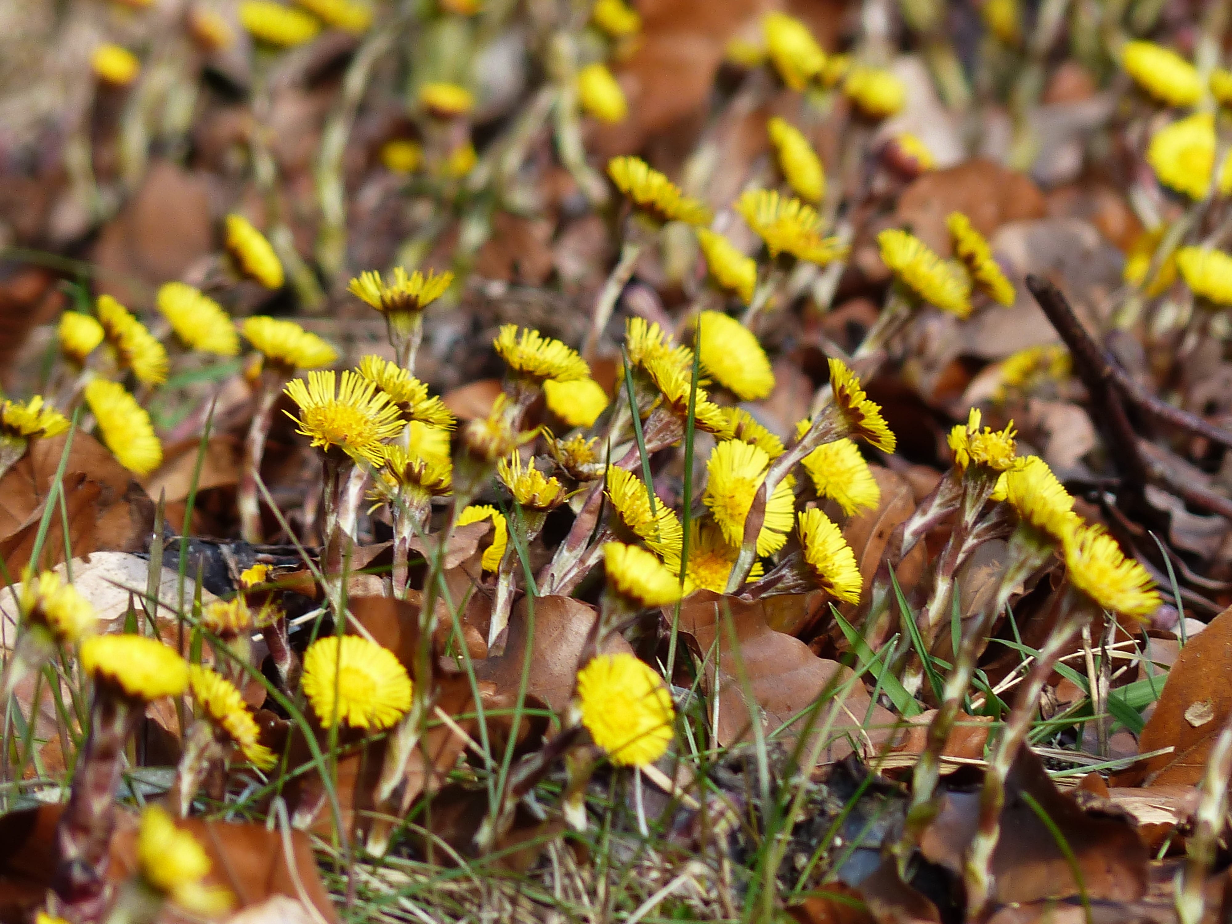 medicinal plant, field, land, flower head, Flower, spring flower, plant part, Tussilago Farfara, early bloomer, cough medicines, fragility, flowering plant, HD Wallpaper