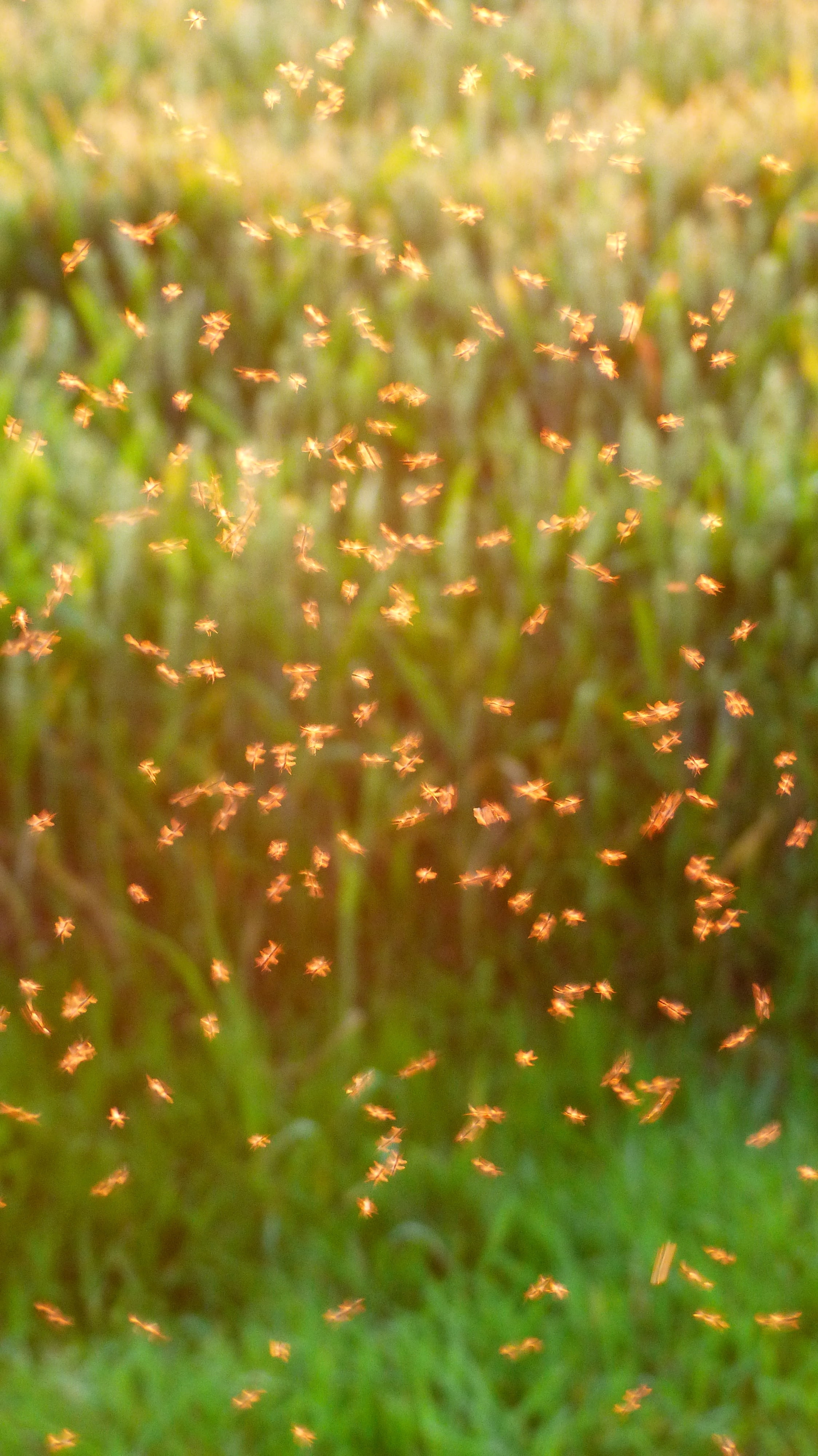dance schools, bulk deposits, no people, outdoors, close-up, plant, green Color, back light, nematocera, many, selective focus, fliegenschwarm, leaf, beauty in nature, Phone HD Wallpaper