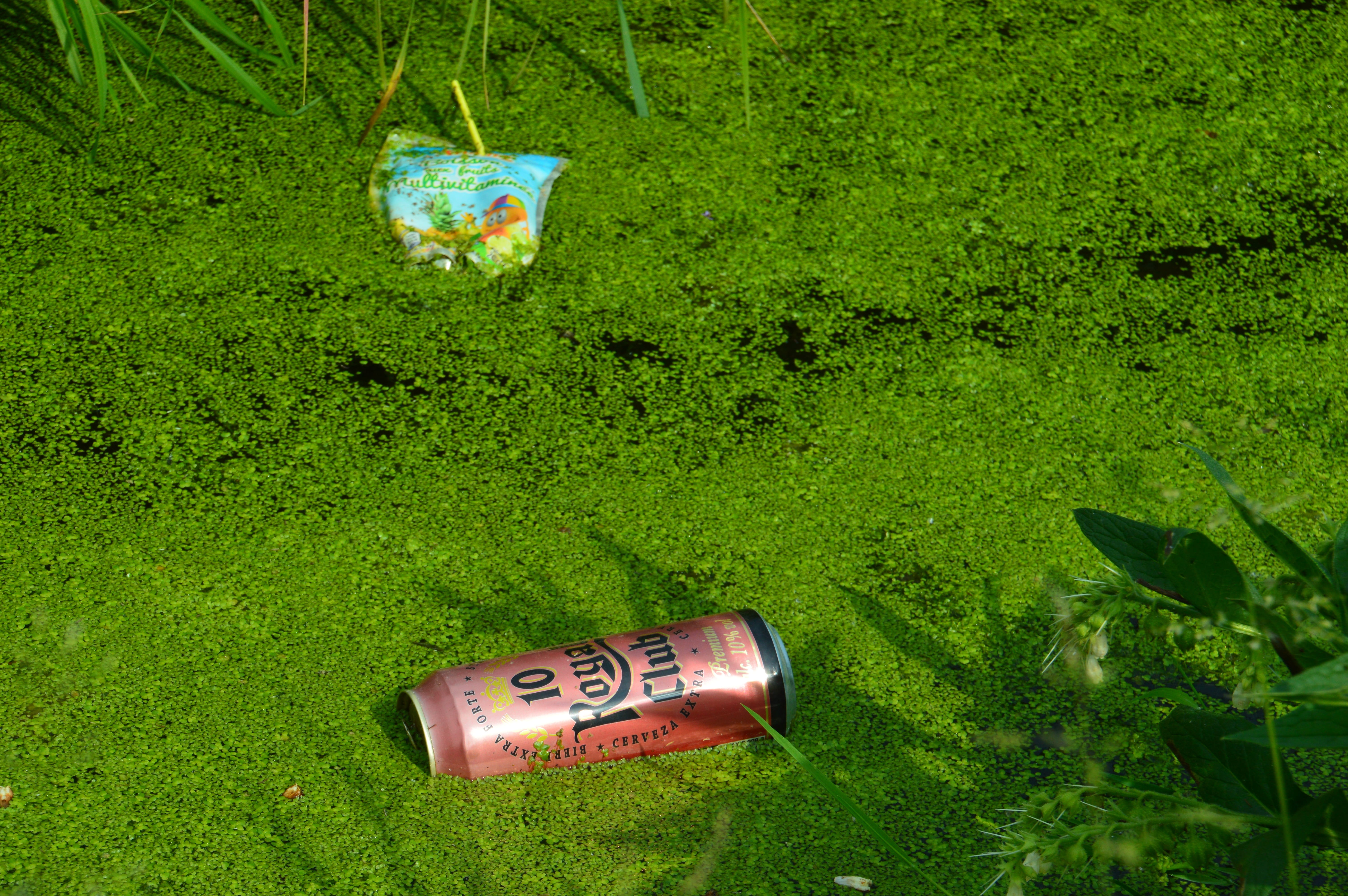 green color, high angle view, cans, leaf, water, incivility, text, garbage, environmental issues, land, grass, container, plant part, 5K, immorality, outdoors, HD Wallpaper