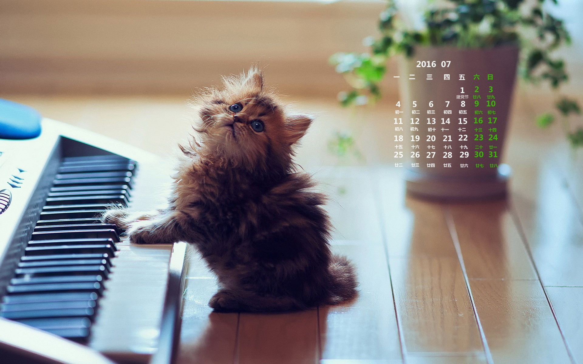 pets, looking, quality, 1080P, musical instrument, domestic cat, indoors, focus on foreground, flooring, persian cat, piano, musical equipment, cat, july, HD Wallpaper