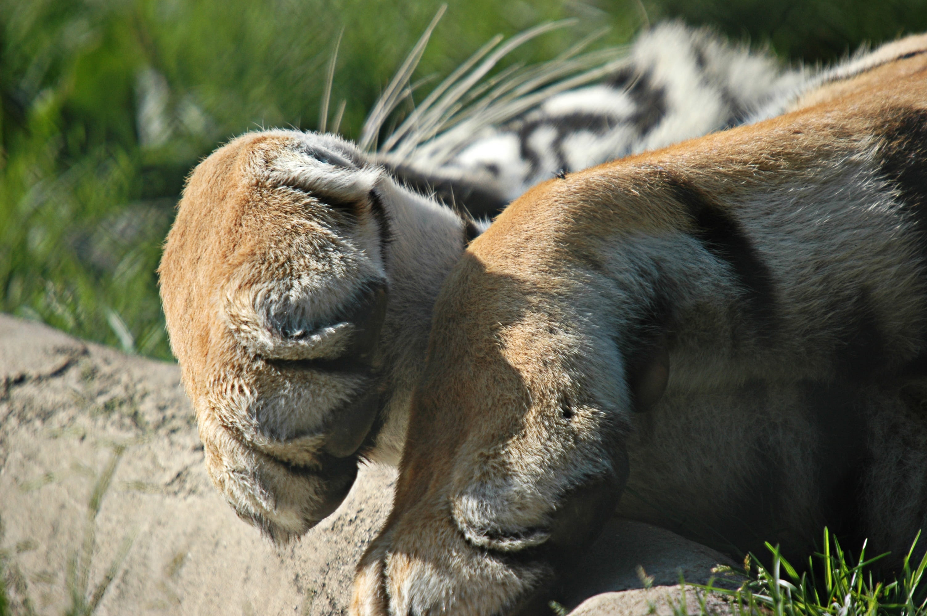paws, outdoors, Nap, wild, tree, animals in the wild, animal themes, plant, idleness, vertebrate, focus, feline, animal wildlife, s, Claws, nature, cat, HD Wallpaper