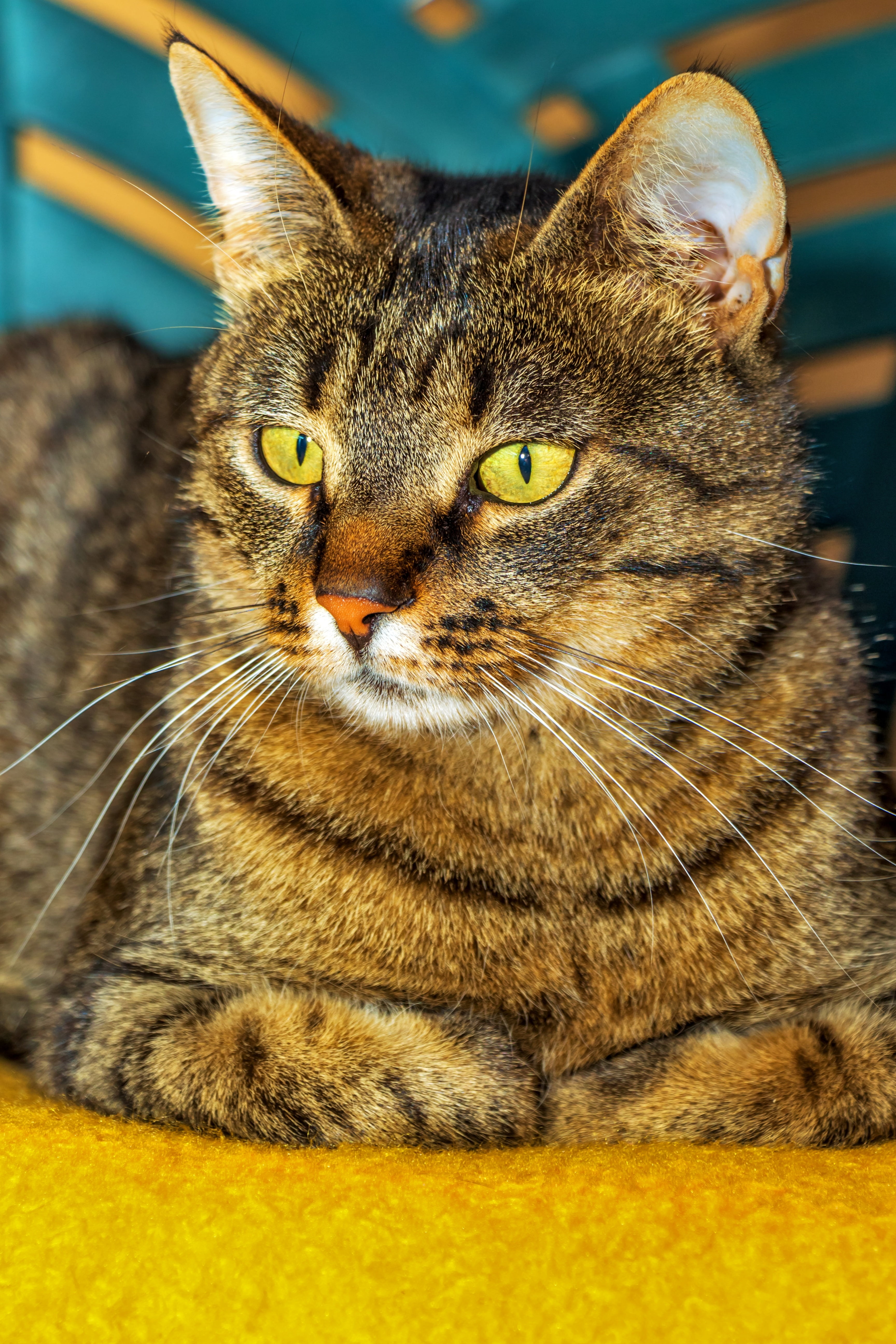 feline, yellow eyes, idle cat, portrait, focus on foreground, tabby, 5K, fur, rest, animal head, domestic, yellow, vertebrate, kitten, calm, mammal, cute, Phone HD Wallpaper