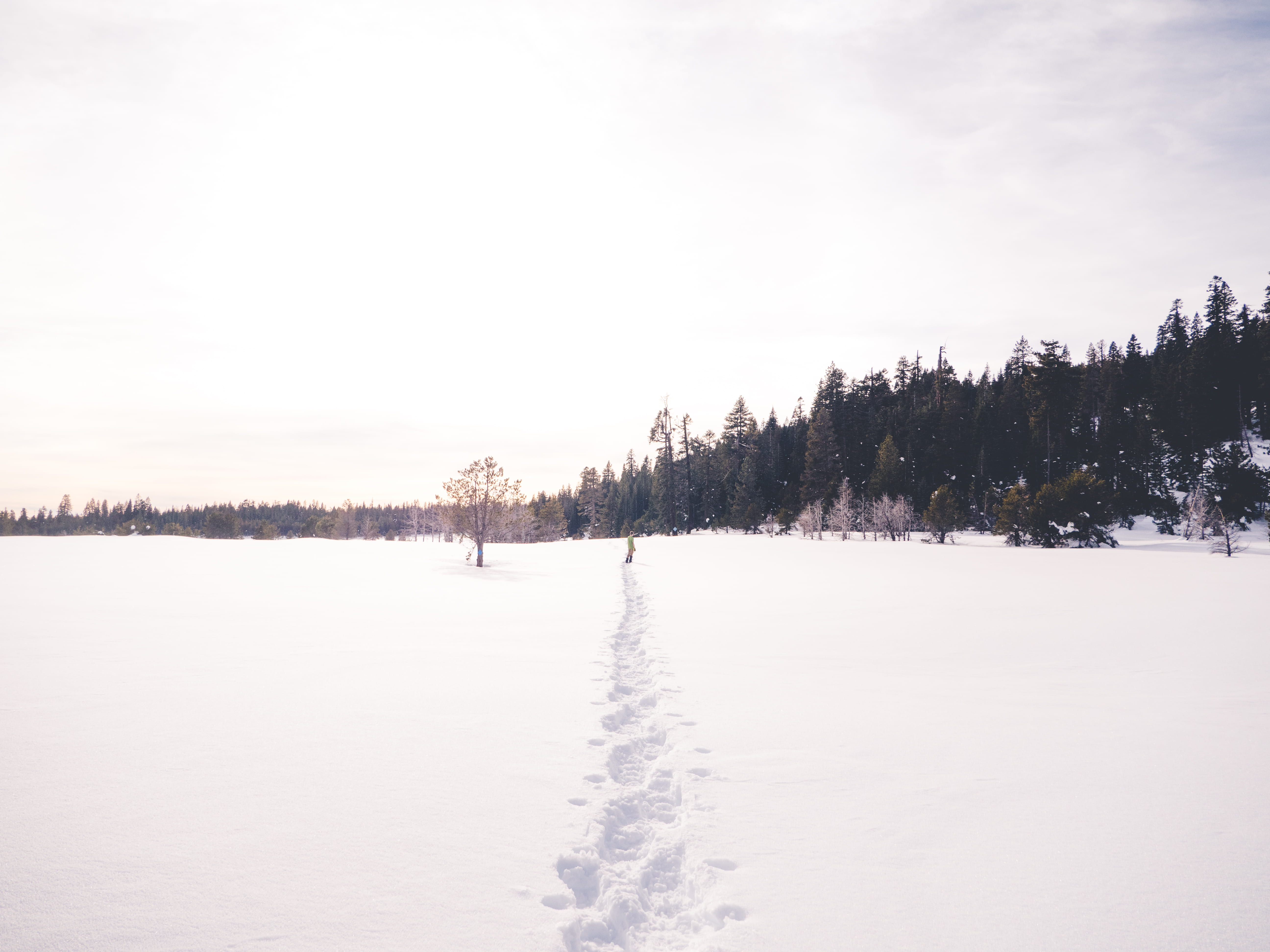 scenics - nature, sky, snowshoeing, idle, non-urban scene, snow nature, trees, tree, 5K, tranquil scene, leafed, snowfield, field, tranquility, snow, land, HD Wallpaper