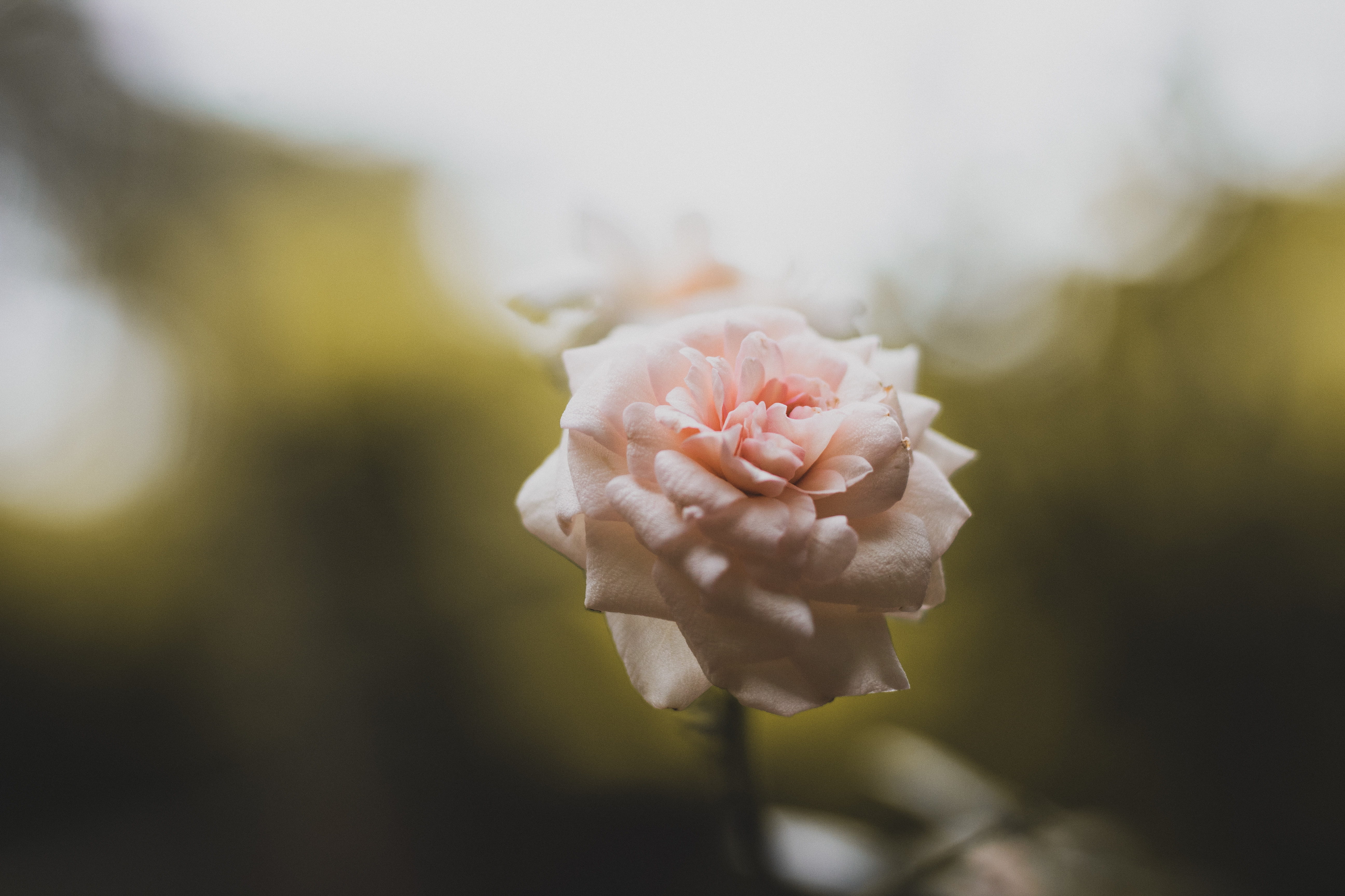 photography, smell, 5K, rose, outdoors, inflorescence, day, time, nature, take, flowering plant, vulnerability, petal, flower, focus, flower head, fragility, HD Wallpaper