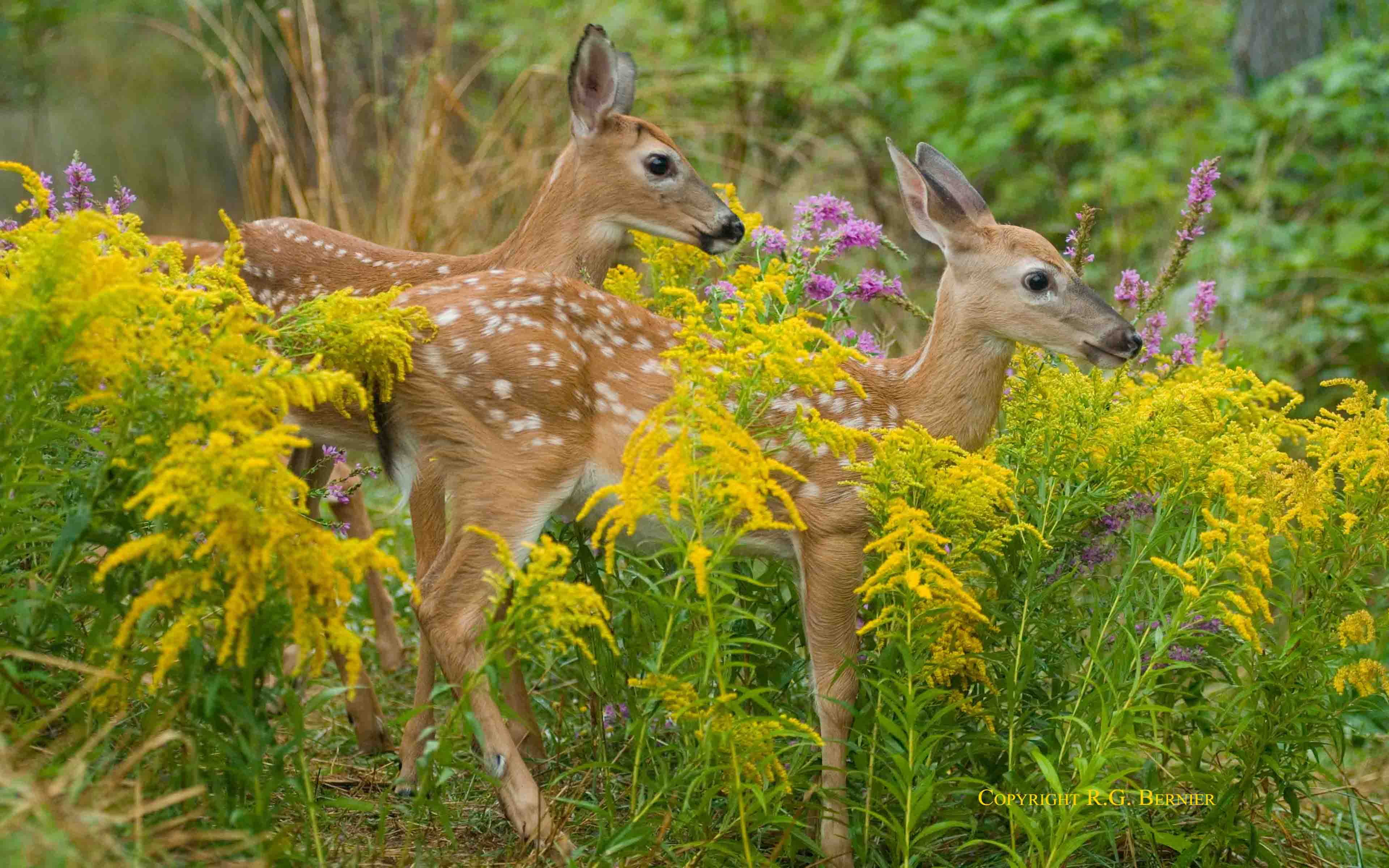 young animal, 4K, growth, fawn, animal, duplicate, animal wildlife, animal themes, flowering plant, group of animals, animals in the wild, two animals, HD Wallpaper